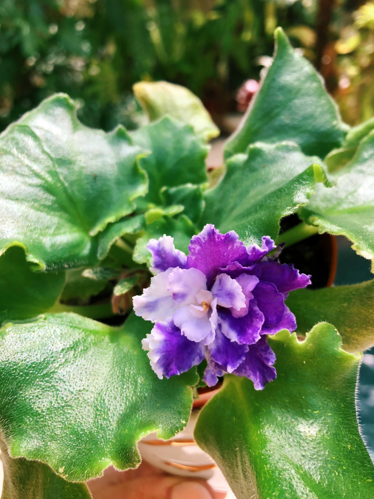 Live house plant variegated bloom African Violet ‘Harmony’s Dancing Fool’ garden 4” flower Potted gift