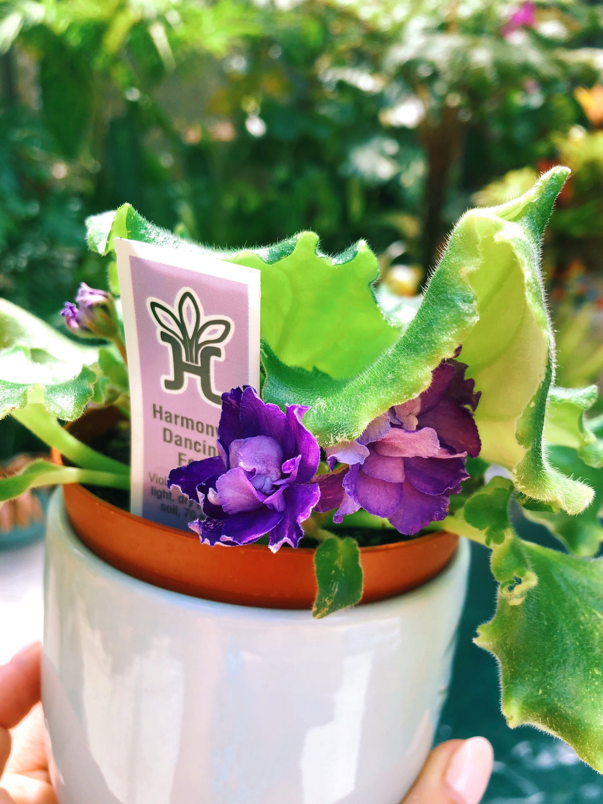 Live house plant variegated bloom African Violet ‘Harmony’s Dancing Fool’ garden 4” flower Potted gift