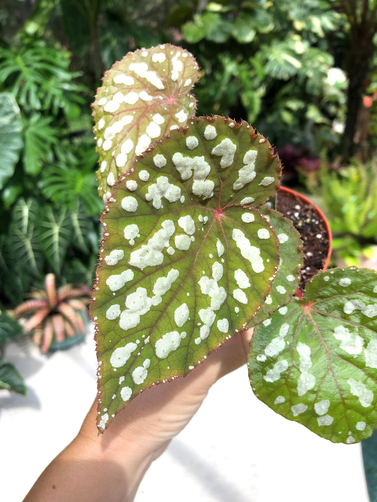RARE Begonia ‘Betsy’ Iridescent Blue Spotted Live House Plant Potted 4” gift