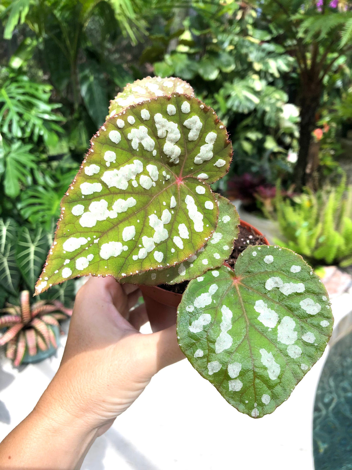 RARE Begonia ‘Betsy’ Iridescent Blue Spotted Live House Plant Potted 4” gift