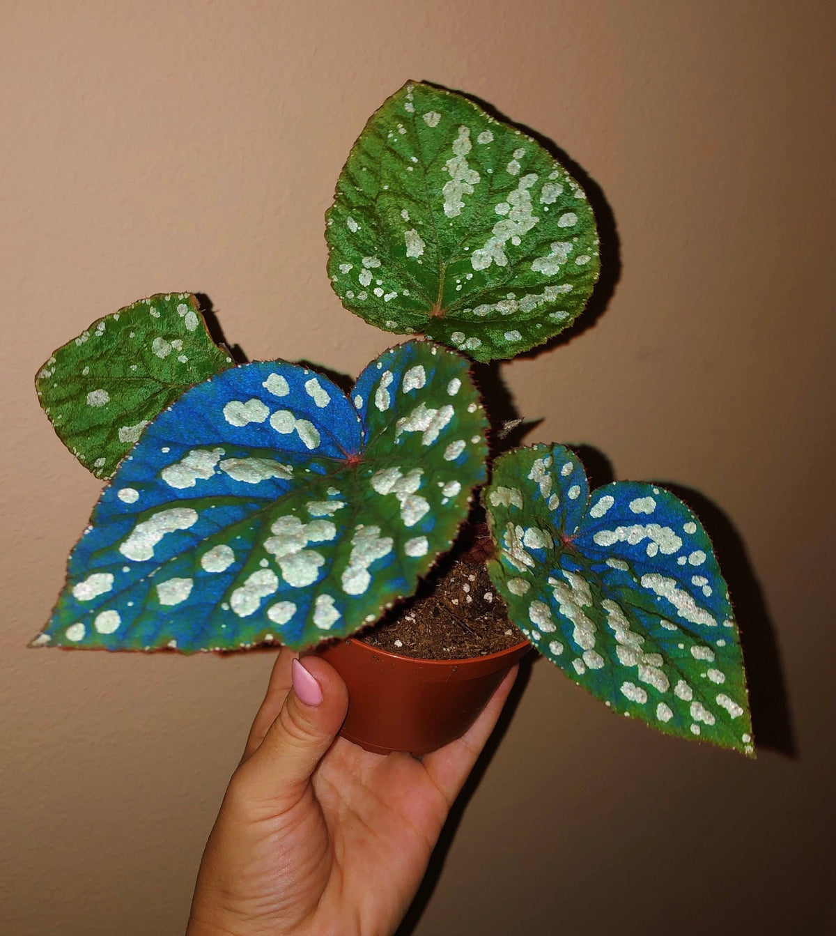 RARE Begonia ‘Betsy’ Iridescent Blue Spotted Live House Plant Potted 4” gift