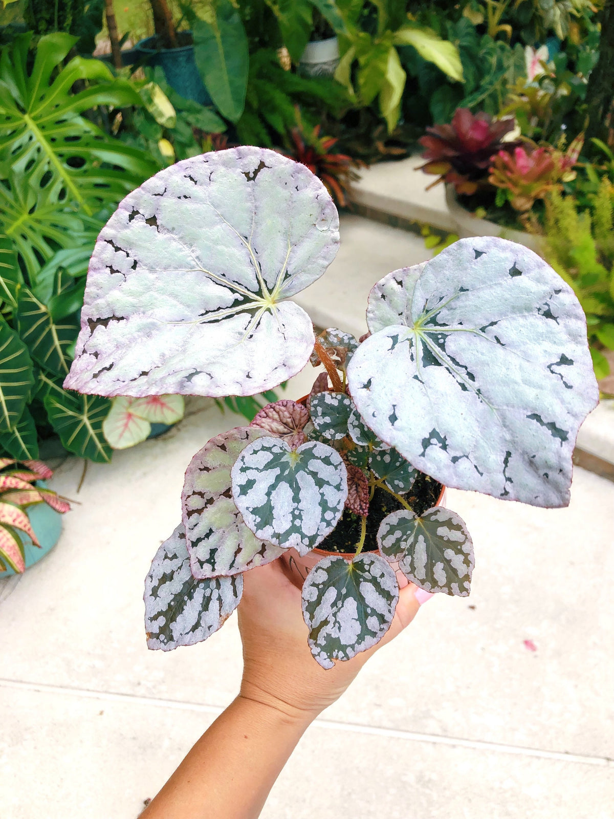 Rex Begonia Harmonys Silver Dollar White Gray Variegated Live House Plant Potted 4 terrarium vivarium