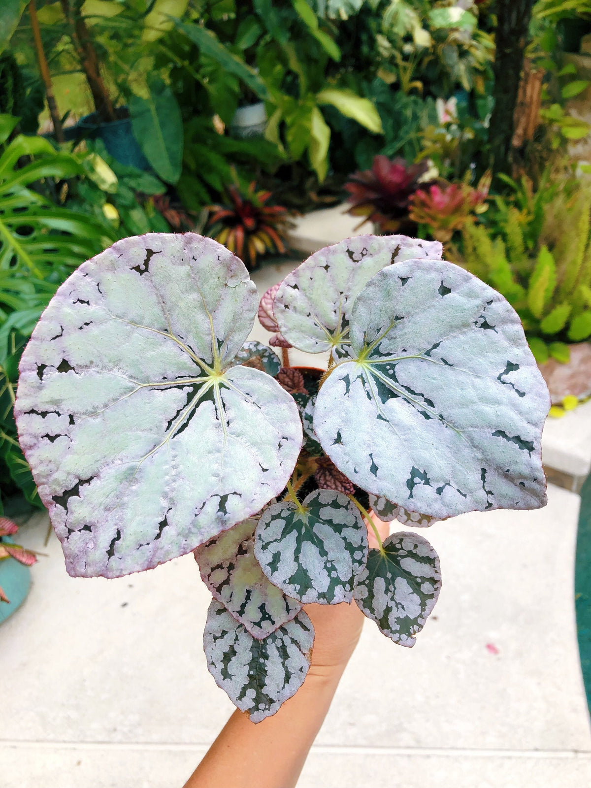 Rex Begonia Harmonys Silver Dollar White Gray Variegated Live House Plant Potted 4 terrarium vivarium
