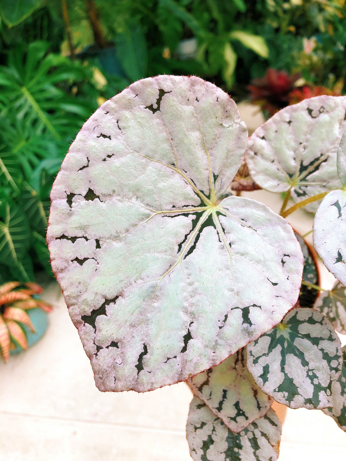 Rex Begonia Harmonys Silver Dollar White Gray Variegated Live House Plant Potted 4 terrarium vivarium
