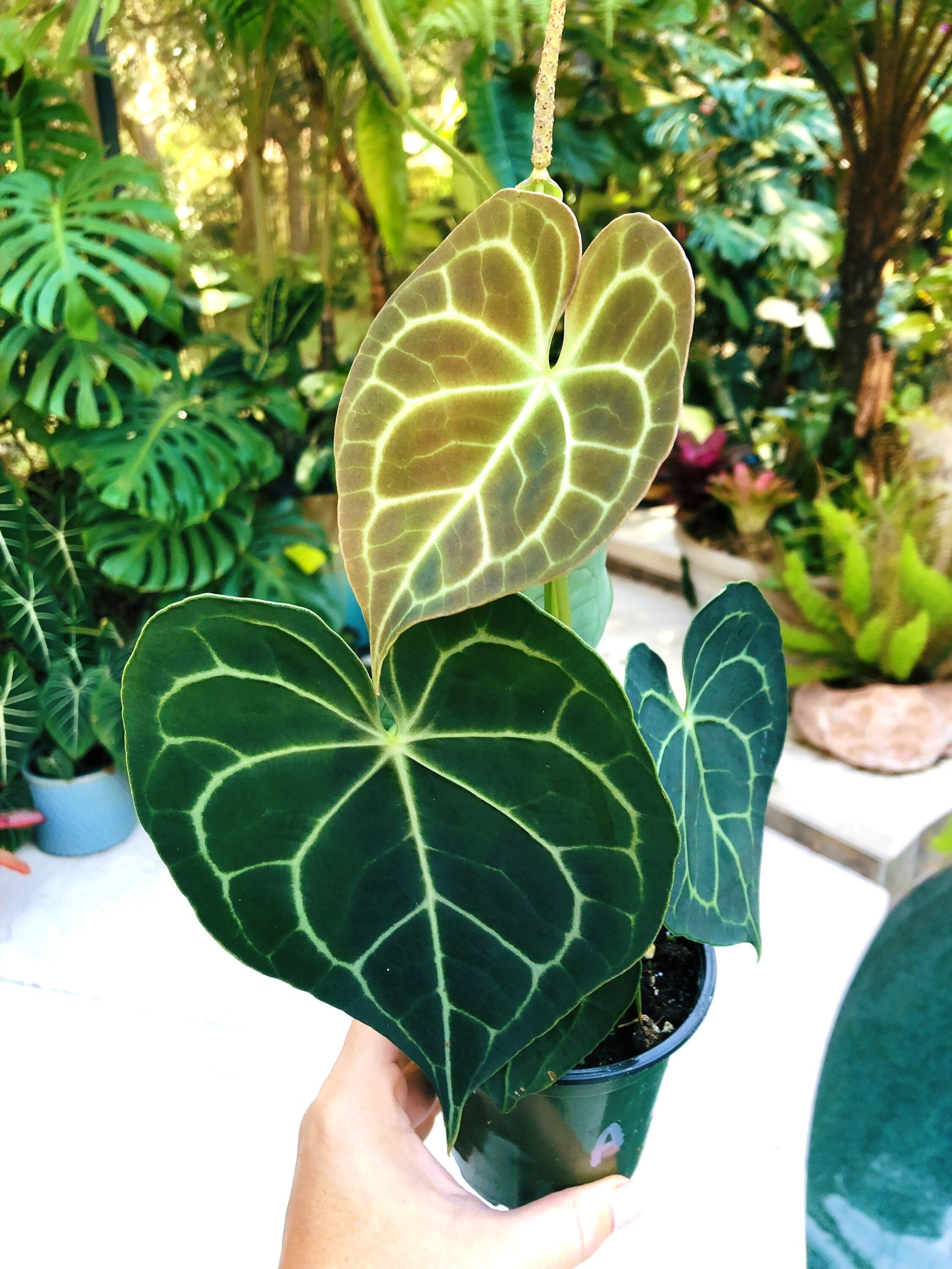 live house plant Anthurium Clarinervium Heart Aroid Live House Plant 4” Potted Gift