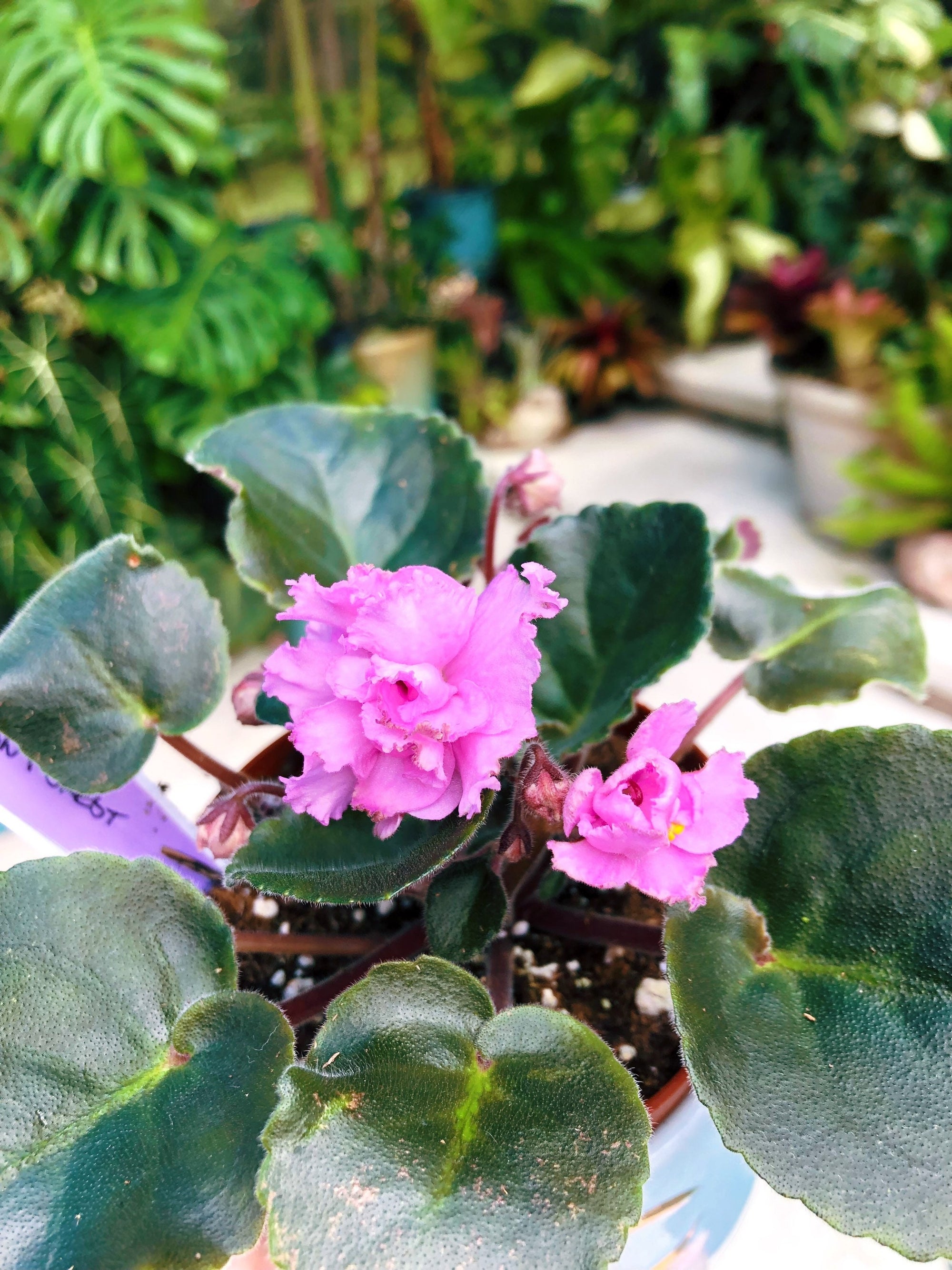 Live house plant variegated bloom African Violet ‘AB Autumn Forest’ garden 4” flower Potted gift