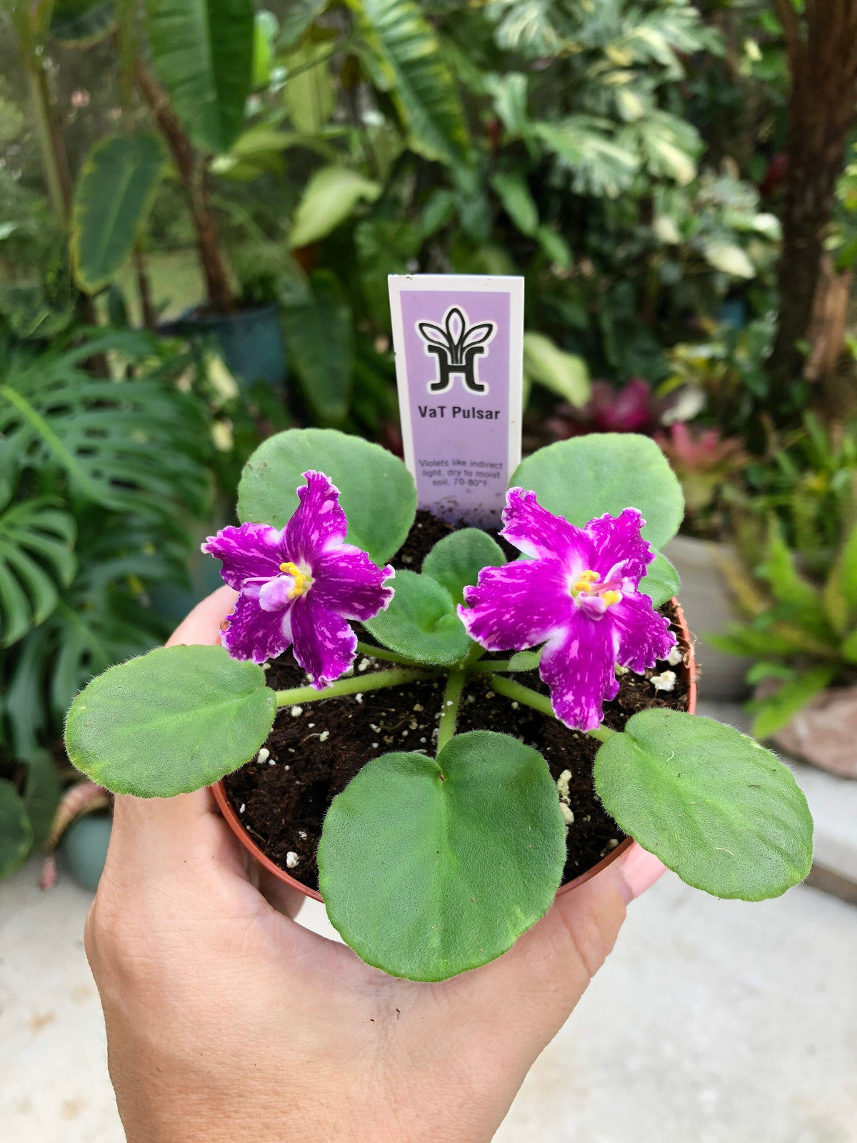 Live house plant variegated bloom African Violet ‘VaT Pulsar’ garden 4