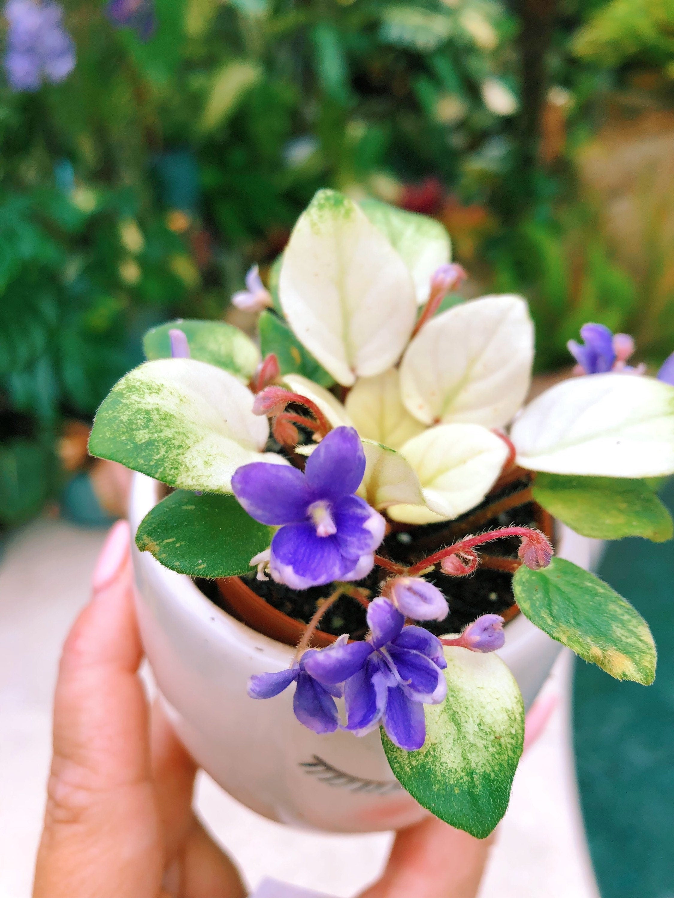African Violet Jersey Snow Flakes 2 variegated leaves