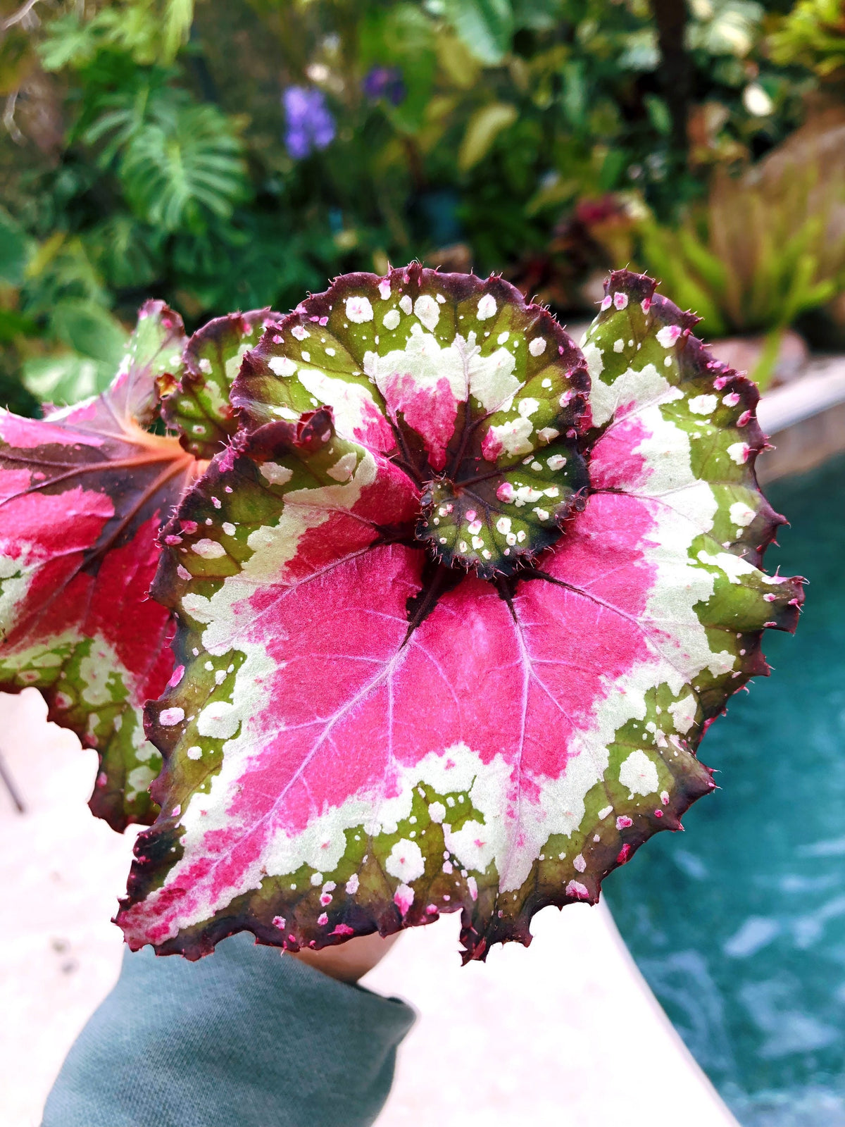 RARE Rex Begonia ‘Harmony’s Crazy Love’ Pink Variegated Live House Plant Potted 4” gift