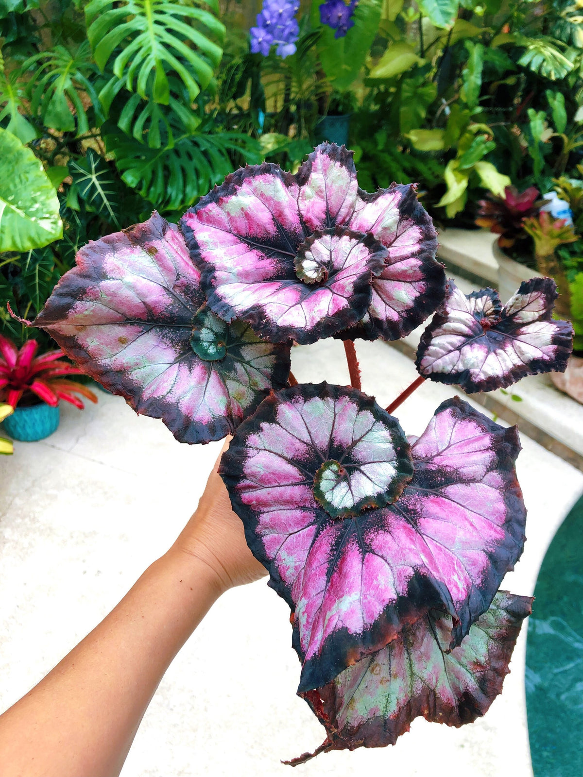 Begonia Rex ‘Harmony’s Double Vision’ Pink Swirl Escargot Live House starter Plant Potted 4” gift