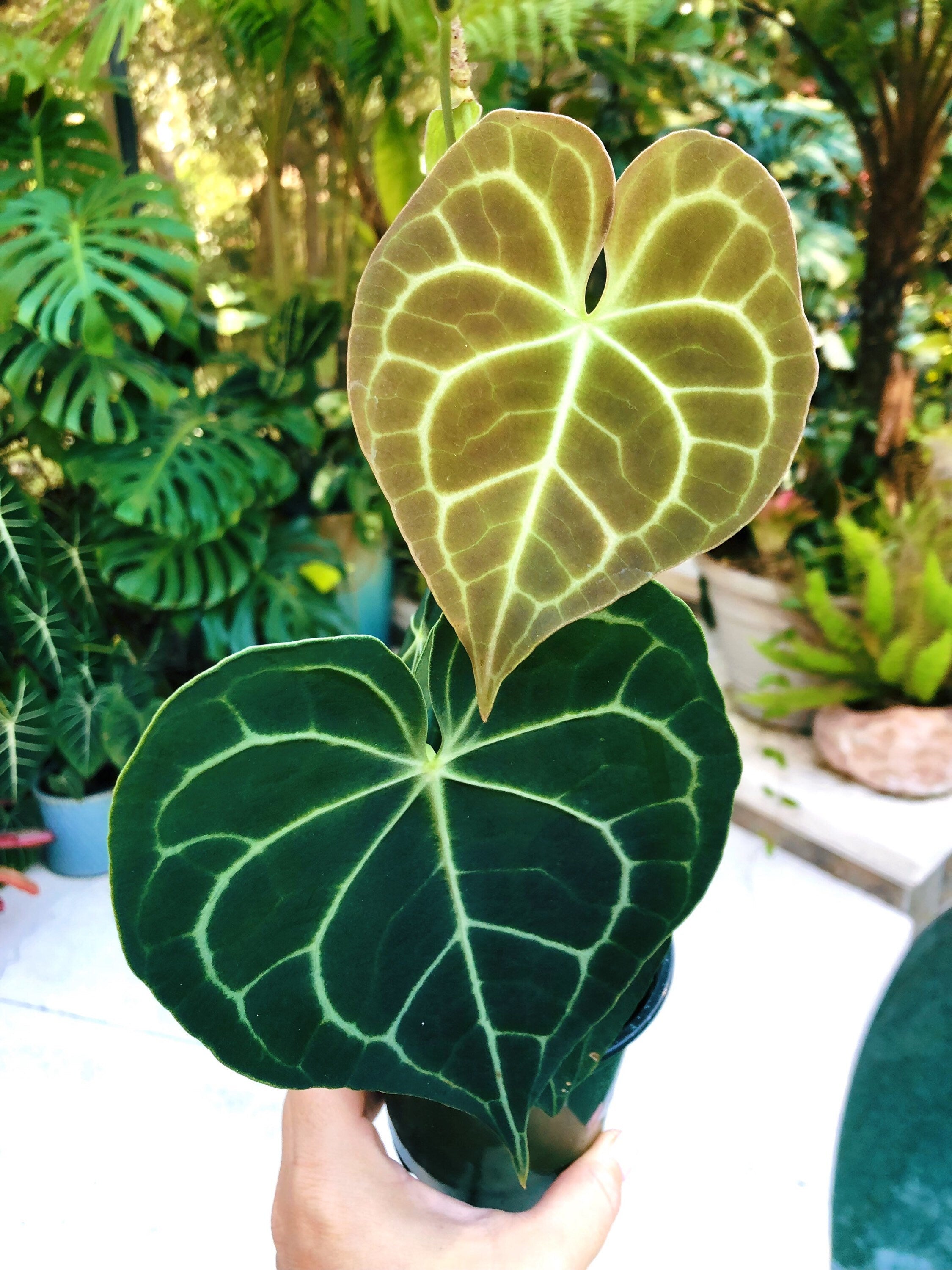 heart shape indoor plant Anthurium Clarinervium Heart Aroid Live House Plant 4” Potted Gift