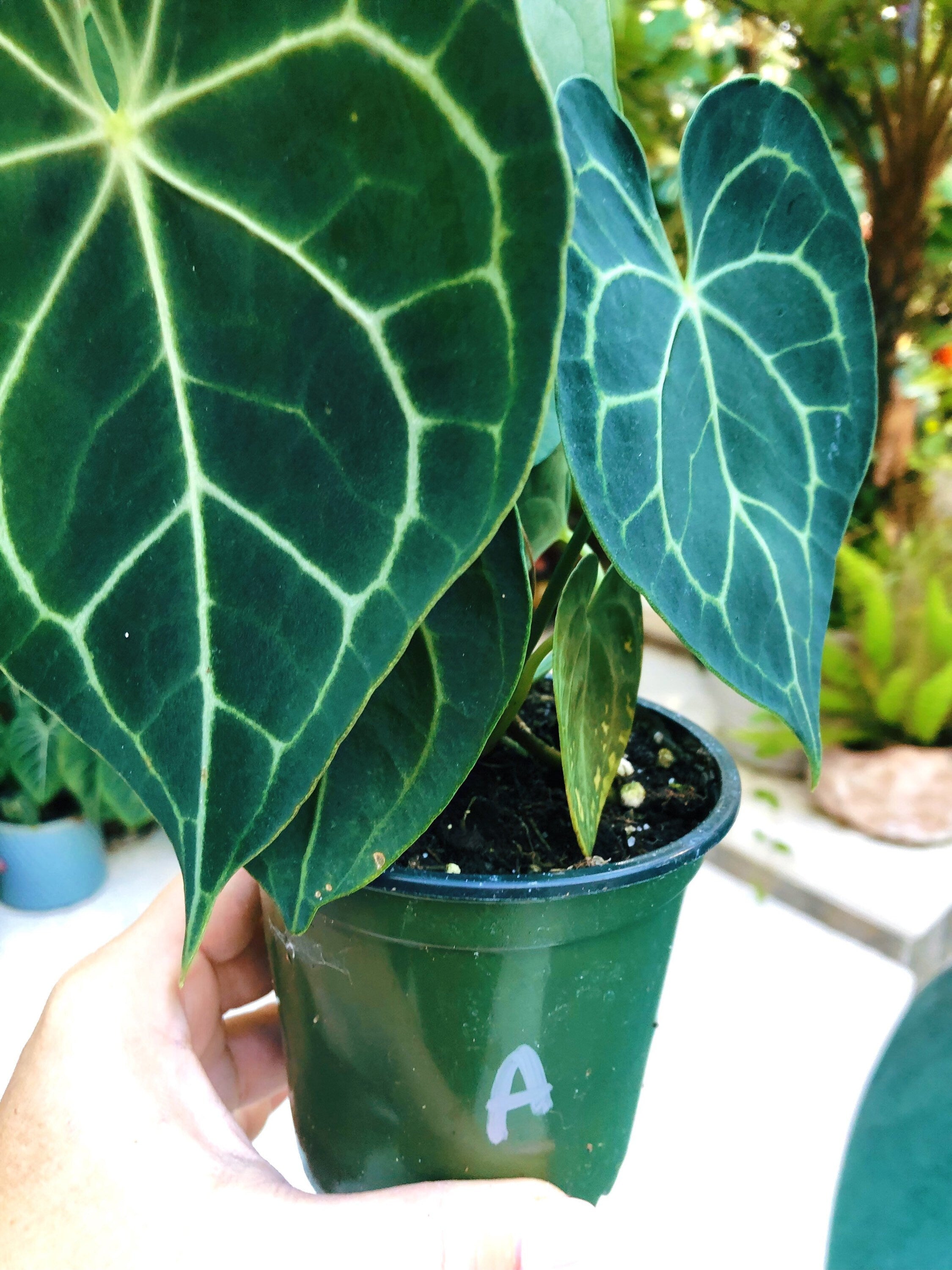anthurium aroid Anthurium Clarinervium Heart Aroid Live House Plant 4” Potted Gift