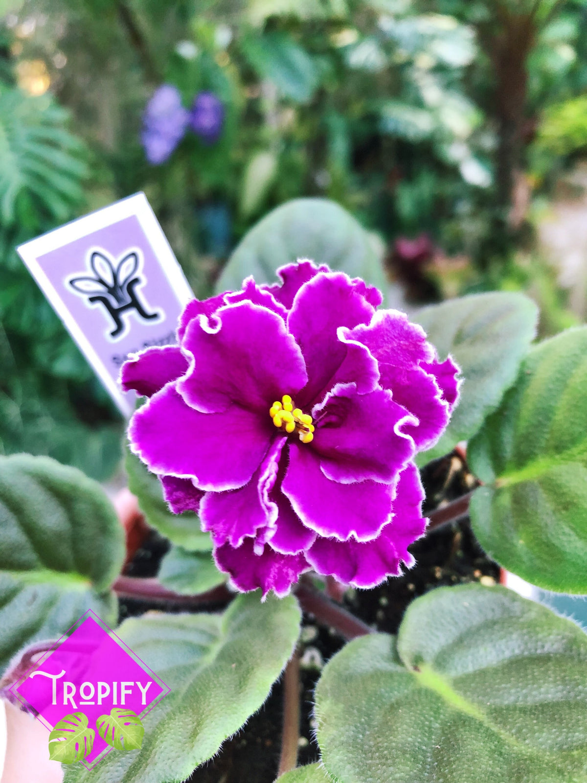 Live house plant variegated African Violet Harmony’s ‘Sun Sizzle’ garden 4” pot flower Potted gift