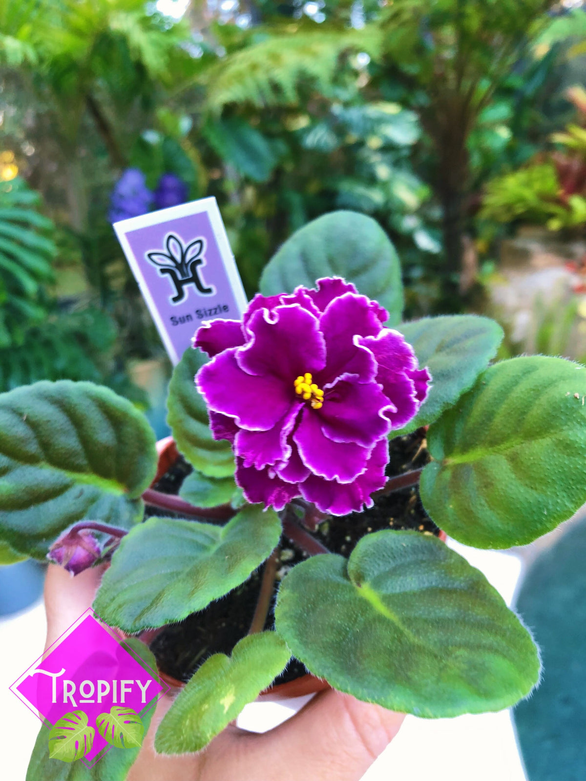 Live house plant variegated African Violet Harmony’s ‘Sun Sizzle’ garden 4” pot flower Potted gift