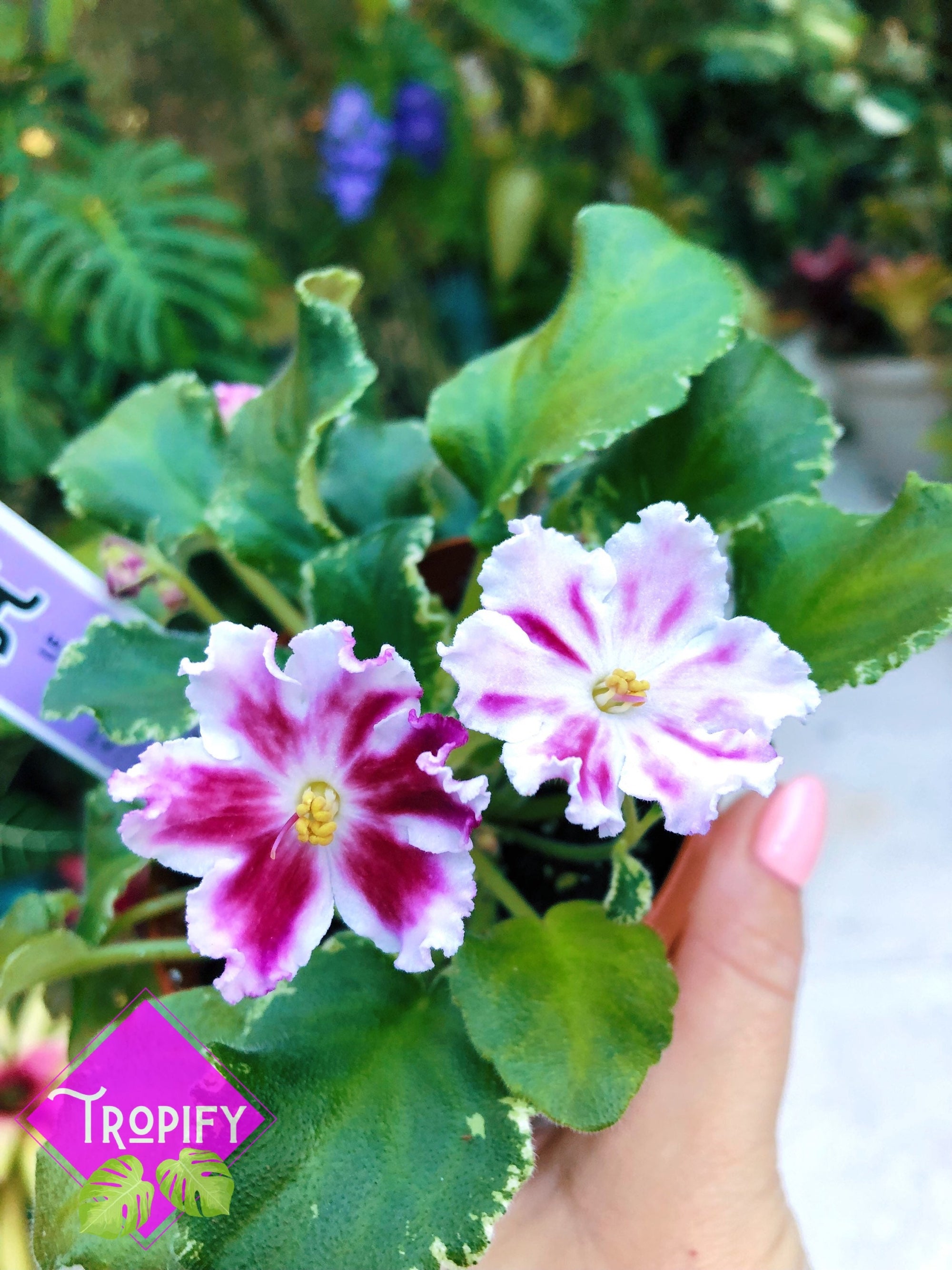 Live house plant variegated African Violet Harmony’s ‘LE Carousel’ garden 4” flower Potted gift