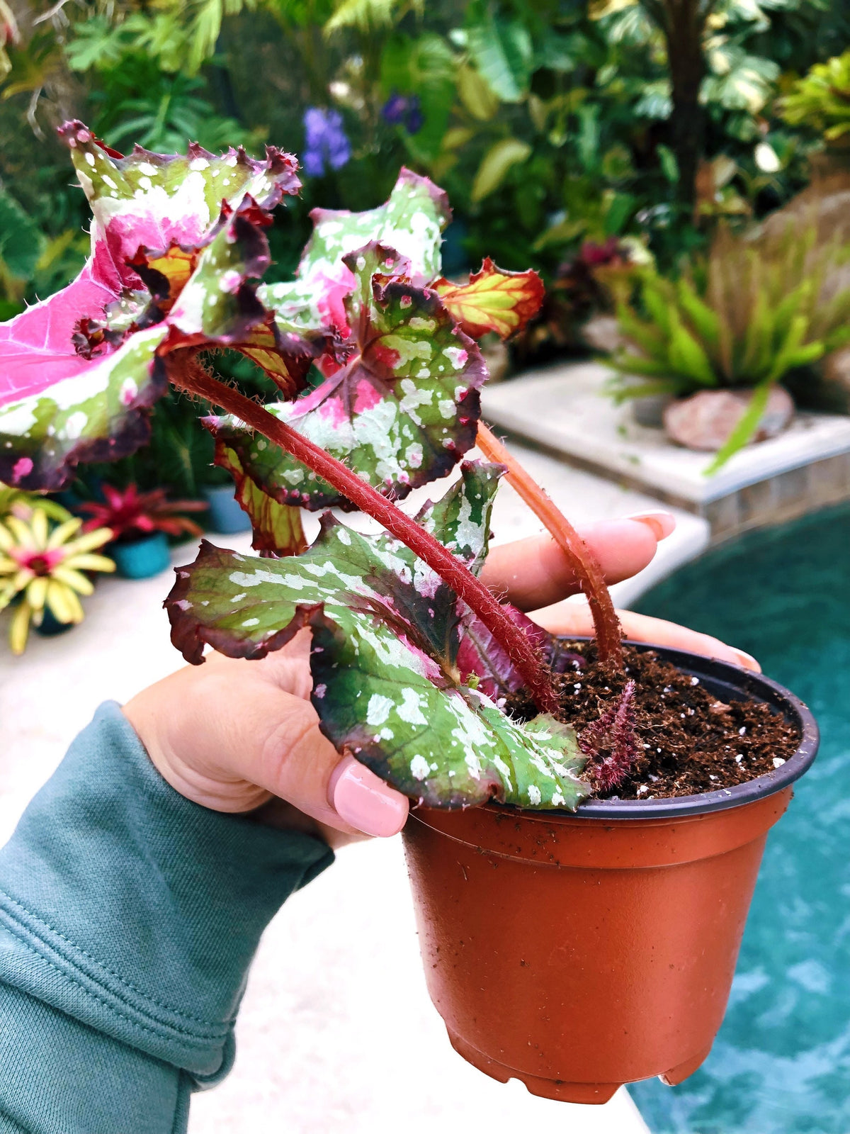 RARE Rex Begonia ‘Harmony’s Crazy Love’ Pink Variegated Live House Plant Potted 4” gift