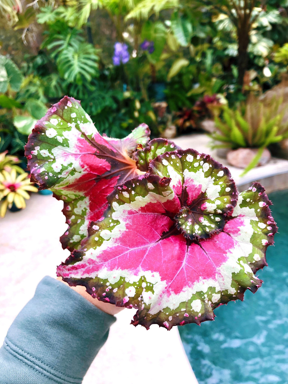 RARE Rex Begonia ‘Harmony’s Crazy Love’ Pink Variegated Live House Plant Potted 4” gift