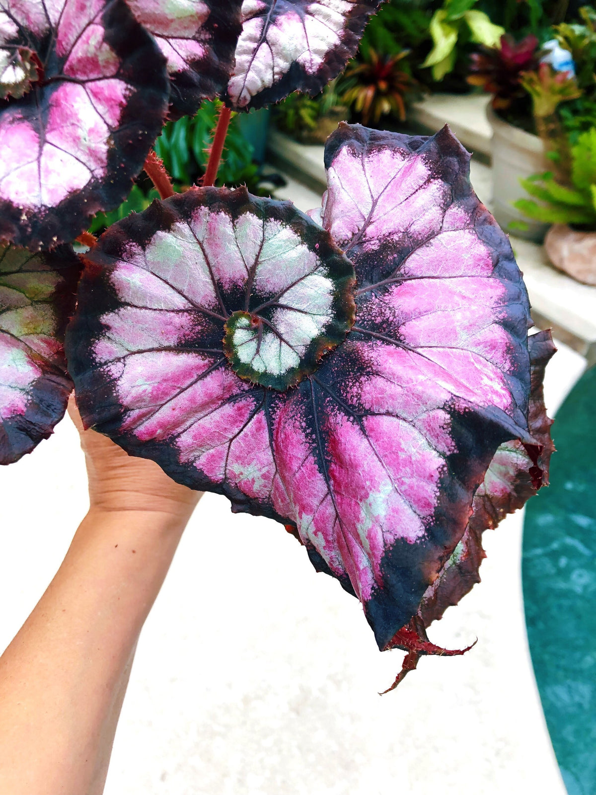 Begonia Rex ‘Harmony’s Double Vision’ Pink Swirl Escargot Live House starter Plant Potted 4” gift