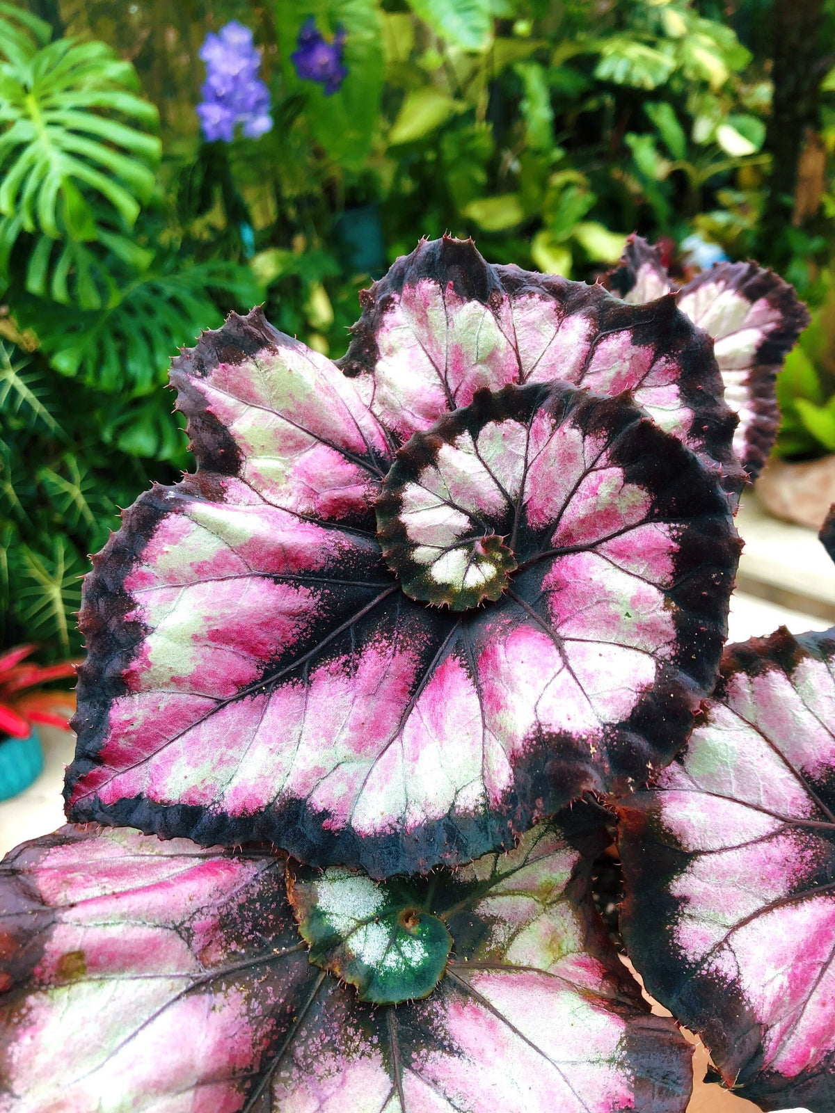 Begonia Rex ‘Harmony’s Double Vision’ Pink Swirl Escargot Live House starter Plant Potted 4” gift