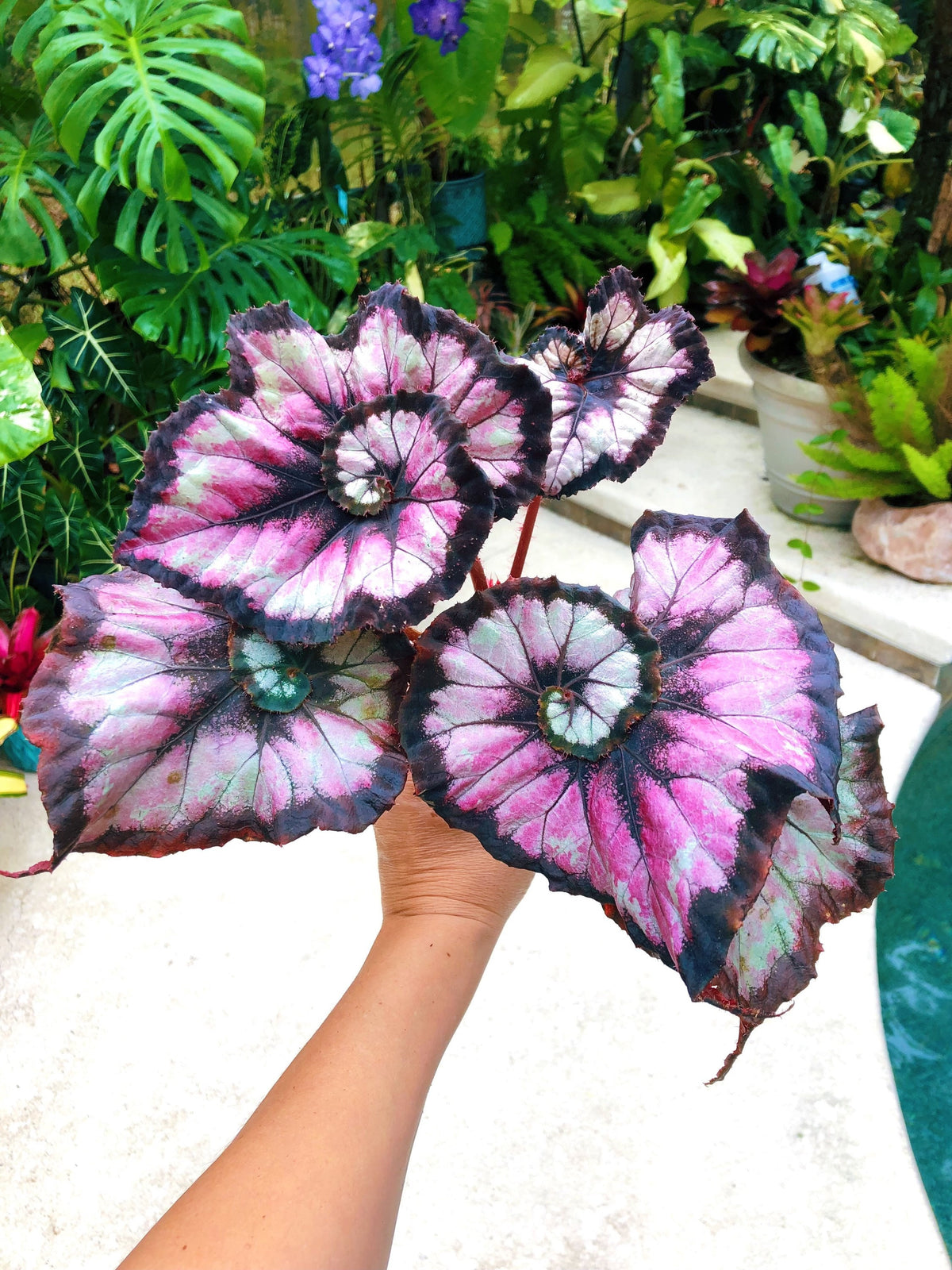 Begonia Rex ‘Harmony’s Double Vision’ Pink Swirl Escargot Live House starter Plant Potted 4” gift