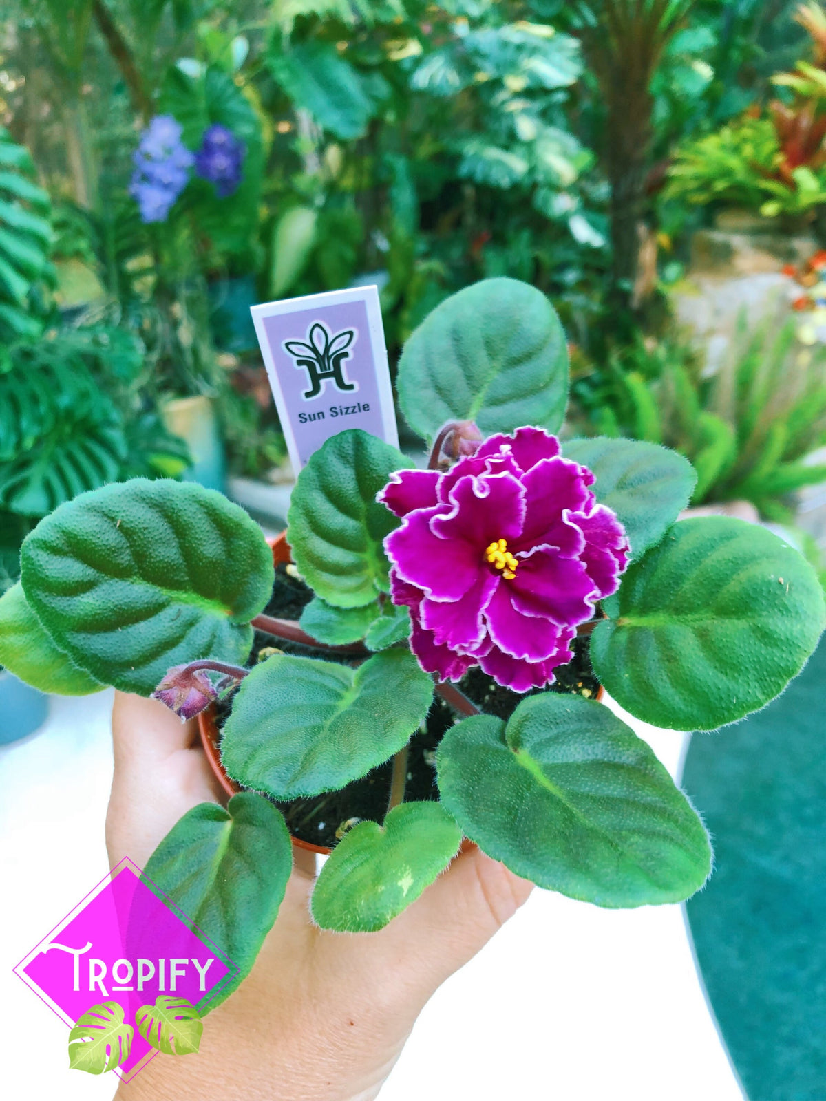 Live house plant variegated African Violet Harmony’s ‘Sun Sizzle’ garden 4” pot flower Potted gift
