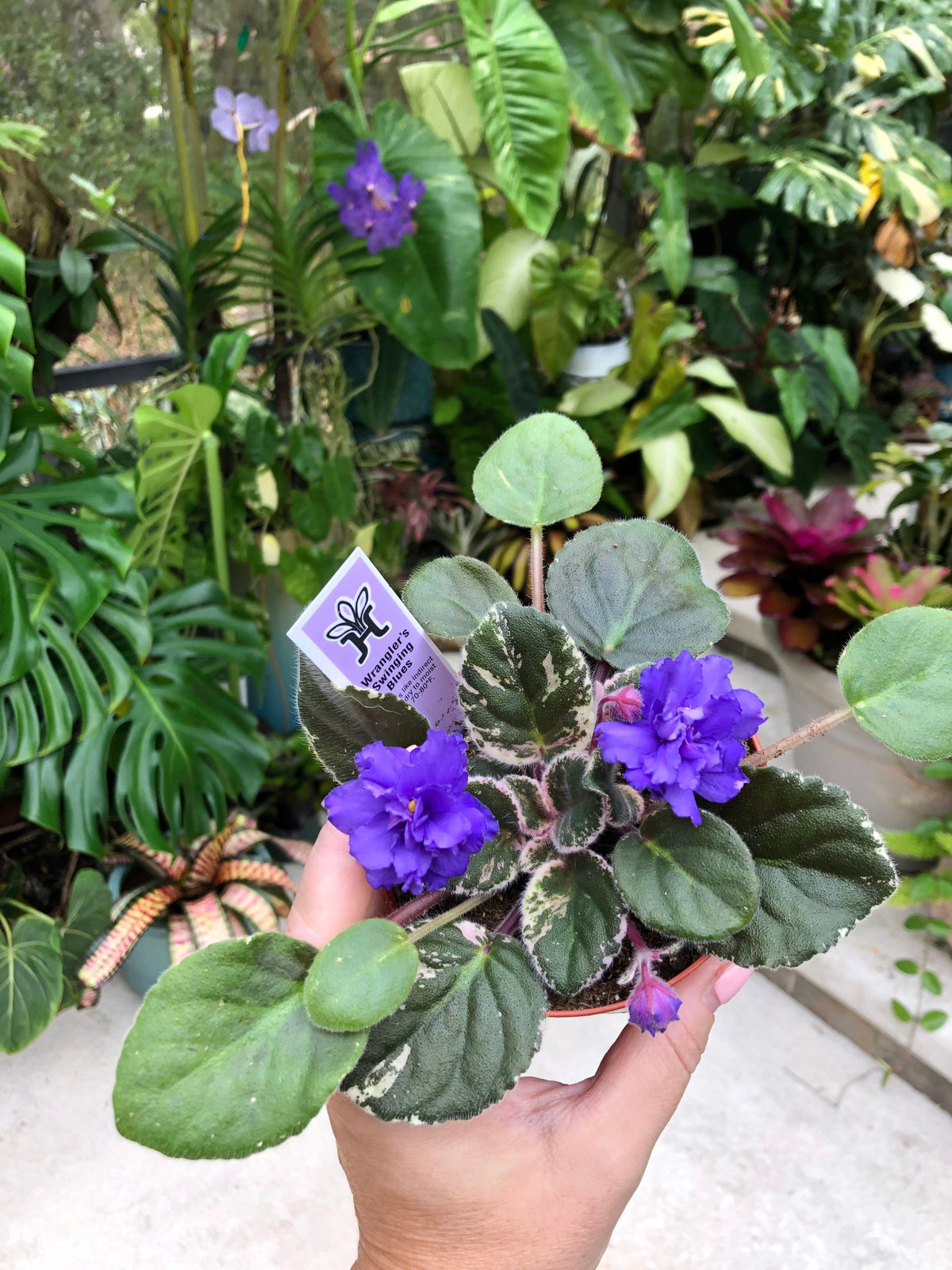 Live house plant variegated African Violet Harmony’s ‘Wrangler’s Swinging Blues’ garden 4” in flower Potted gift
