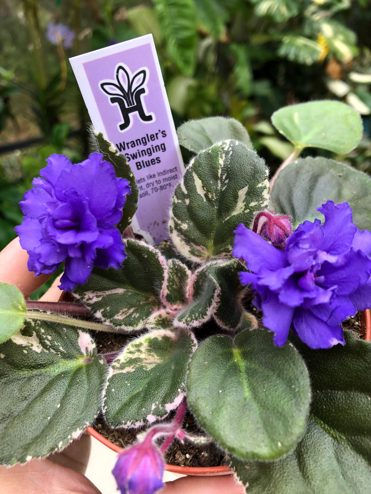 Live house plant variegated African Violet Harmony’s ‘Wrangler’s Swinging Blues’ garden 4” in flower Potted gift