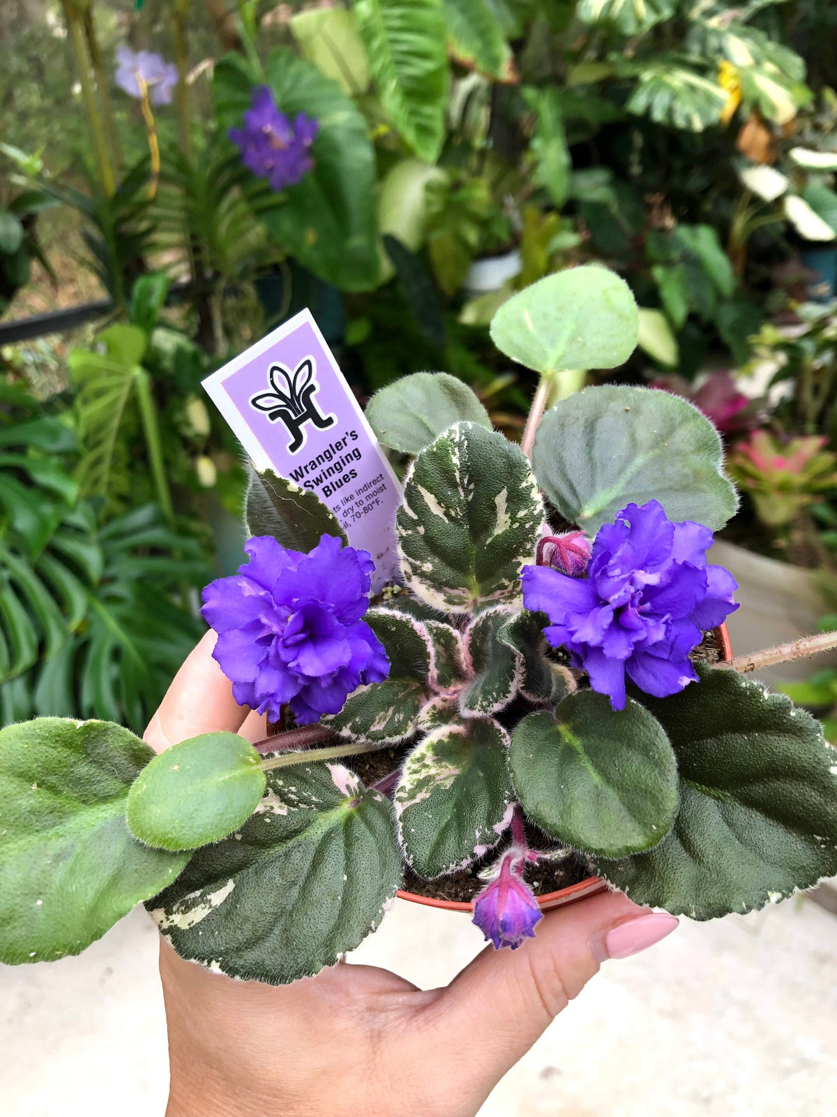 Live house plant variegated African Violet Harmony’s ‘Wrangler’s Swinging Blues’ garden 4” in flower Potted gift