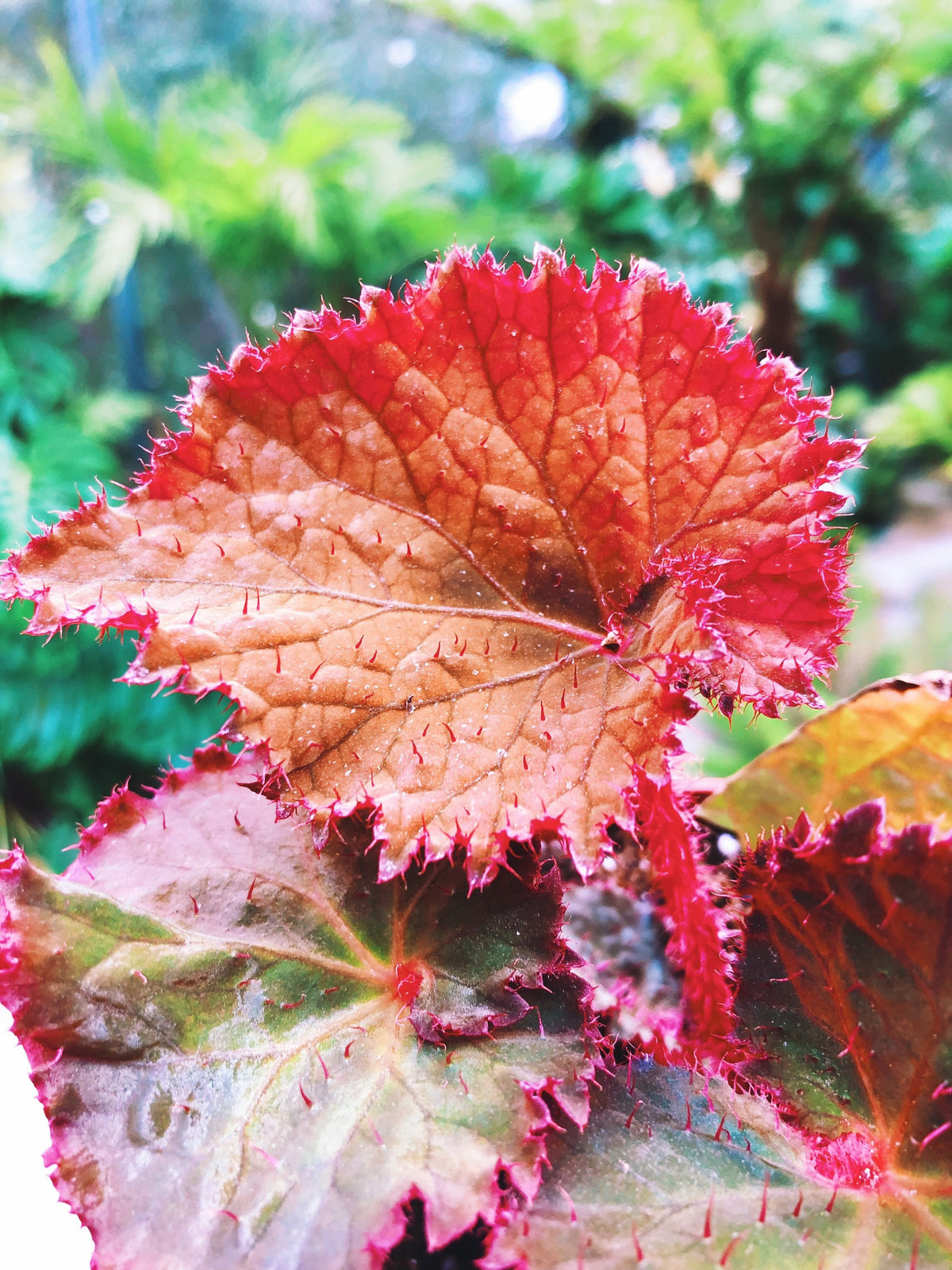 RARE Rex Begonia Midnight Magic Blue Iridescent Orange fuzzy Live House Plant Potted 4” pot gift