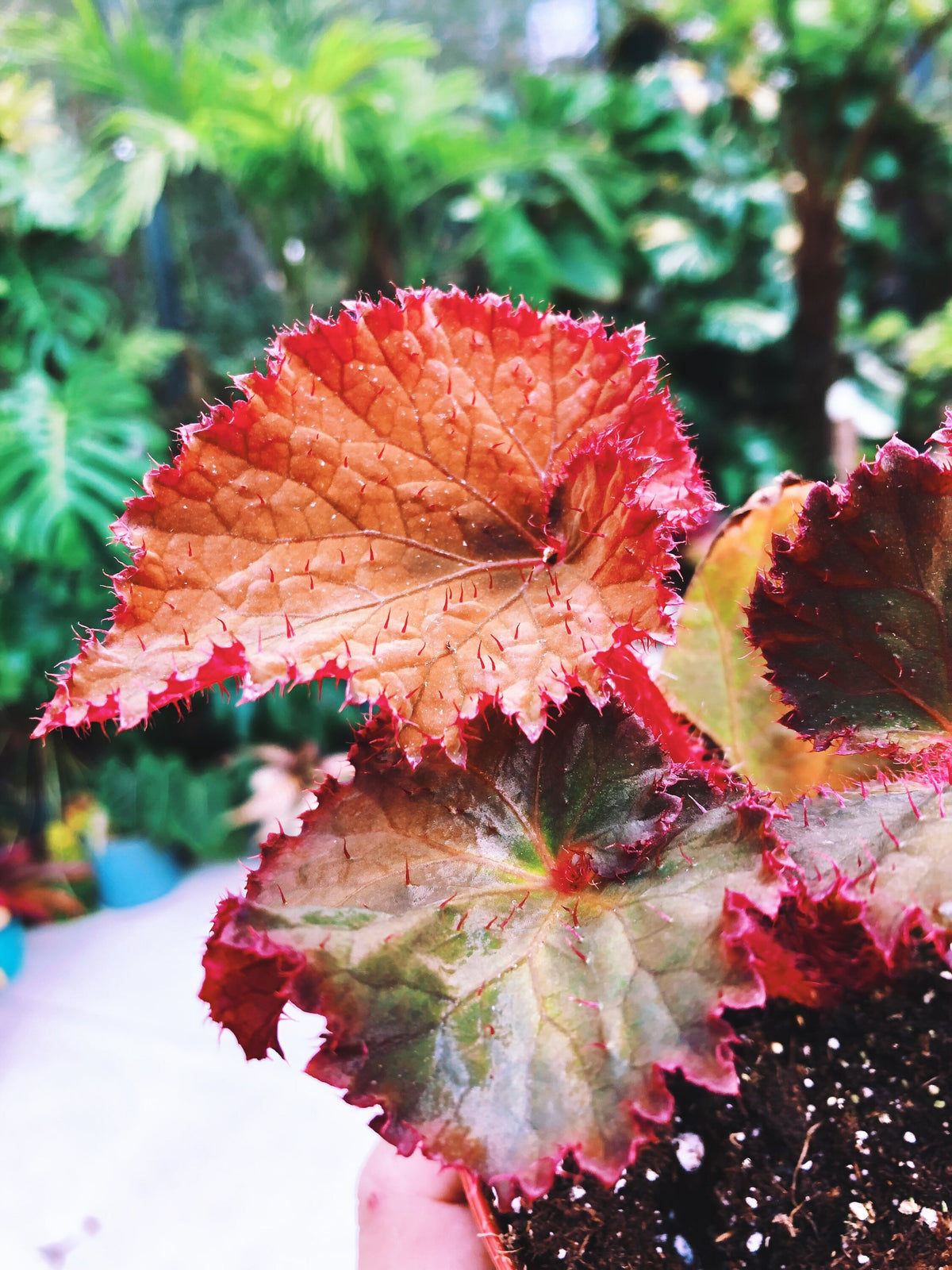 RARE Rex Begonia Midnight Magic Blue Iridescent Orange fuzzy Live House Plant Potted 4” pot gift