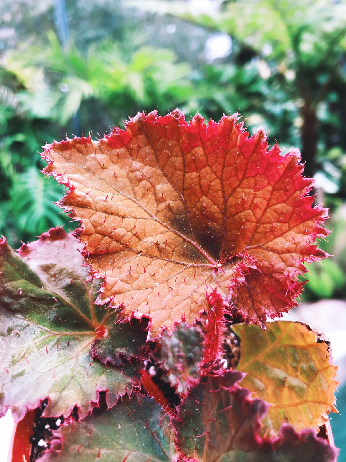 RARE Rex Begonia Midnight Magic Blue Iridescent Orange fuzzy Live House Plant Potted 4” pot gift
