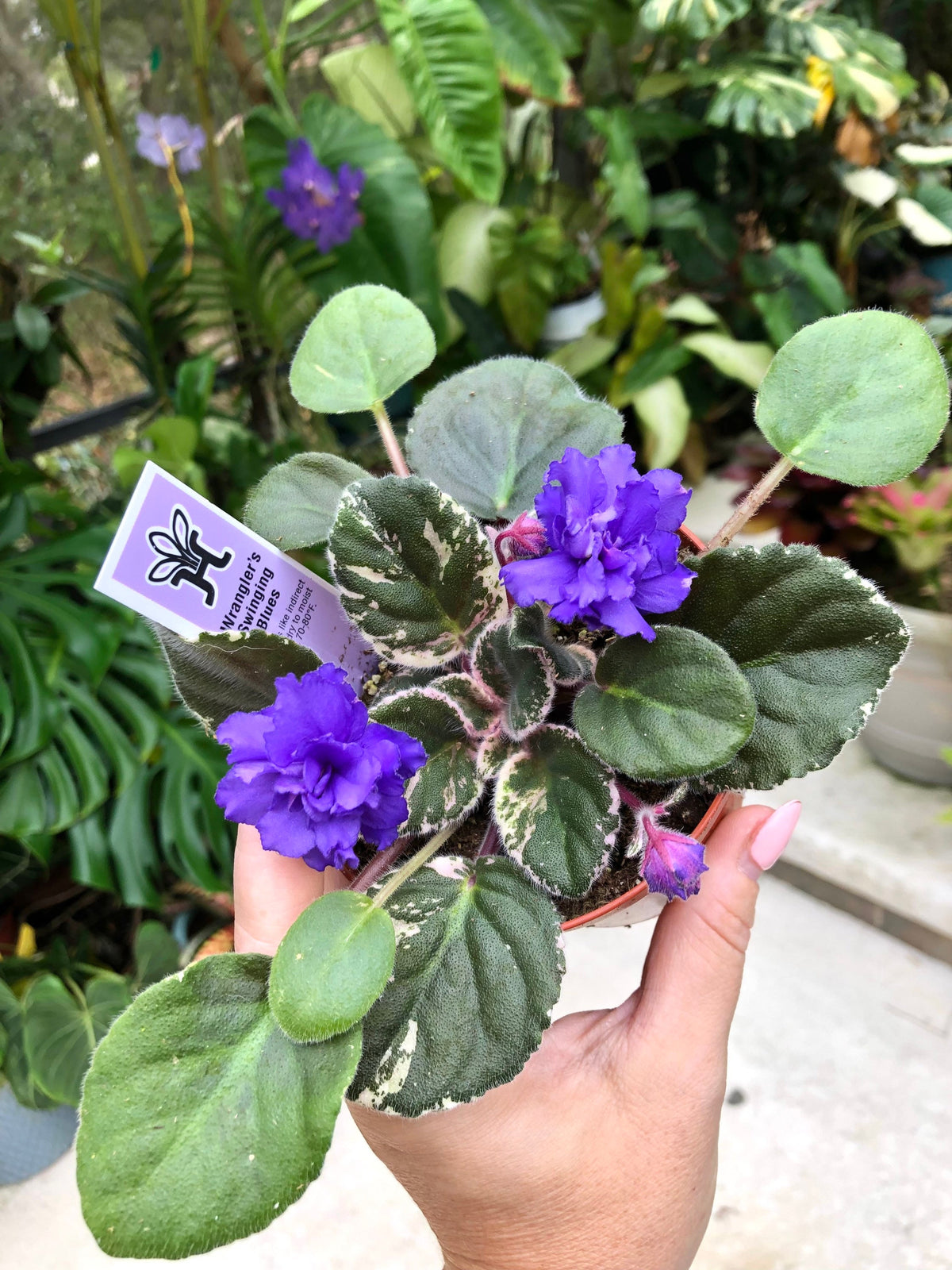 Live house plant variegated African Violet Harmony’s ‘Wrangler’s Swinging Blues’ garden 4” in flower Potted gift