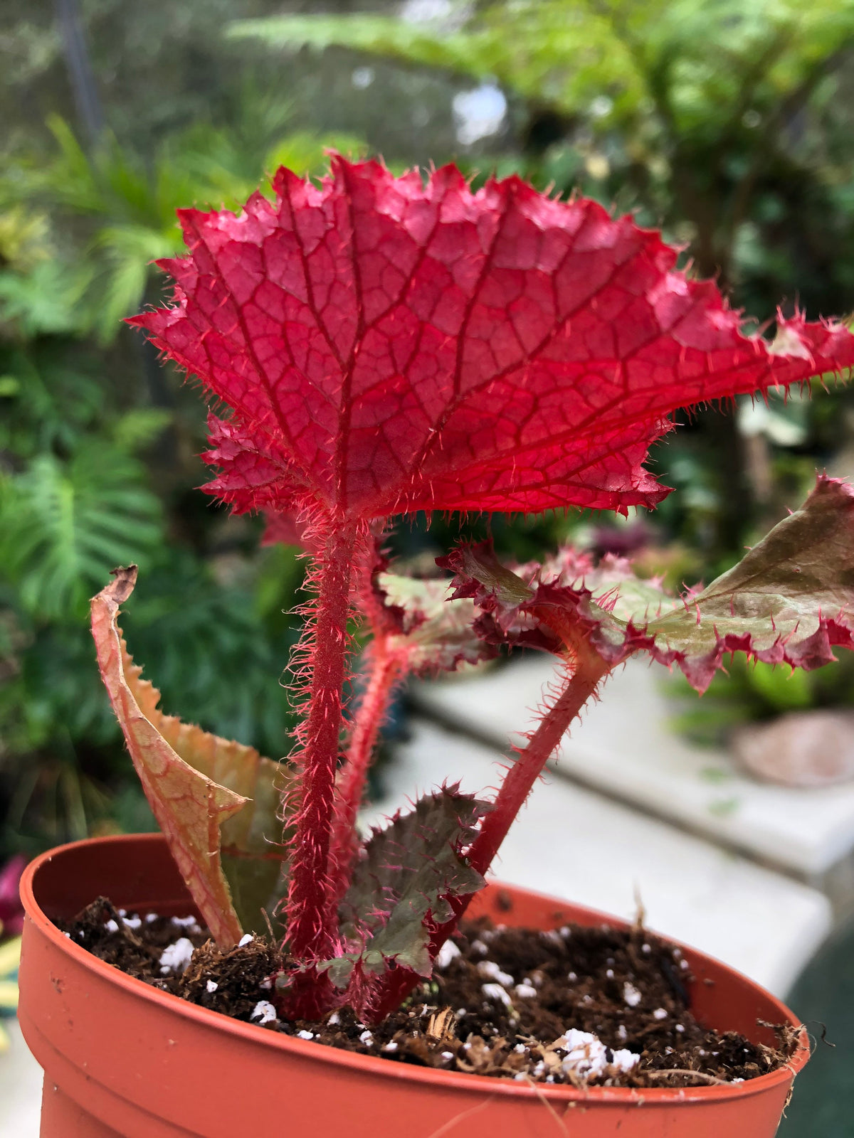 RARE Rex Begonia Midnight Magic Blue Iridescent Orange fuzzy Live House Plant Potted 4” pot gift