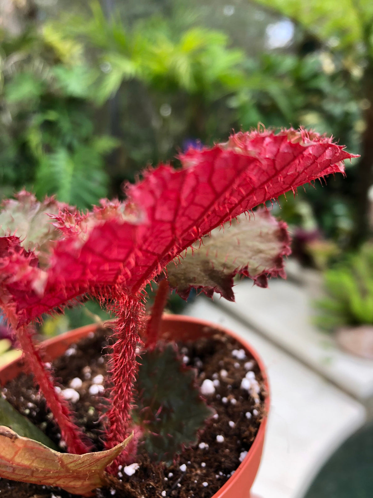 RARE Rex Begonia Midnight Magic Blue Iridescent Orange fuzzy Live House Plant Potted 4” pot gift