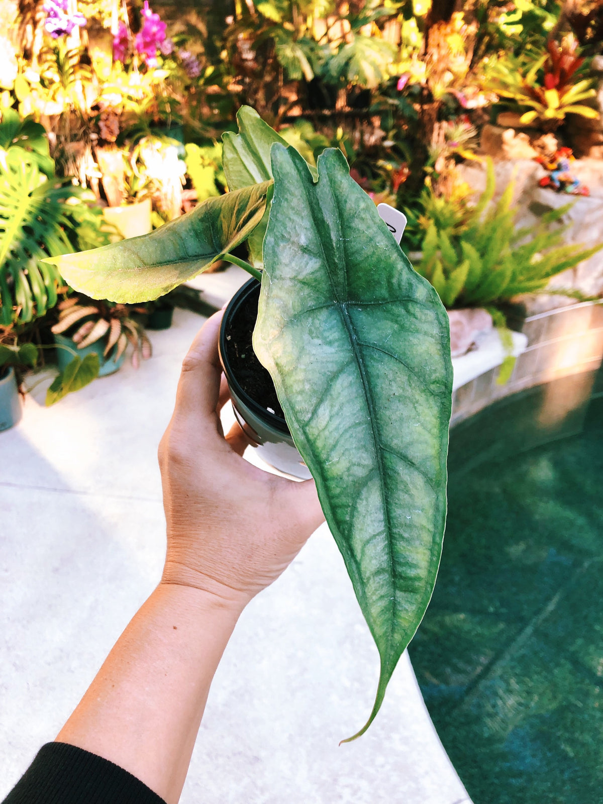 RARE Alocasia Heterophylla ‘Dragons Breath’ Baginda Jewel Elephant Ear 4” potted live house starter plant aroid