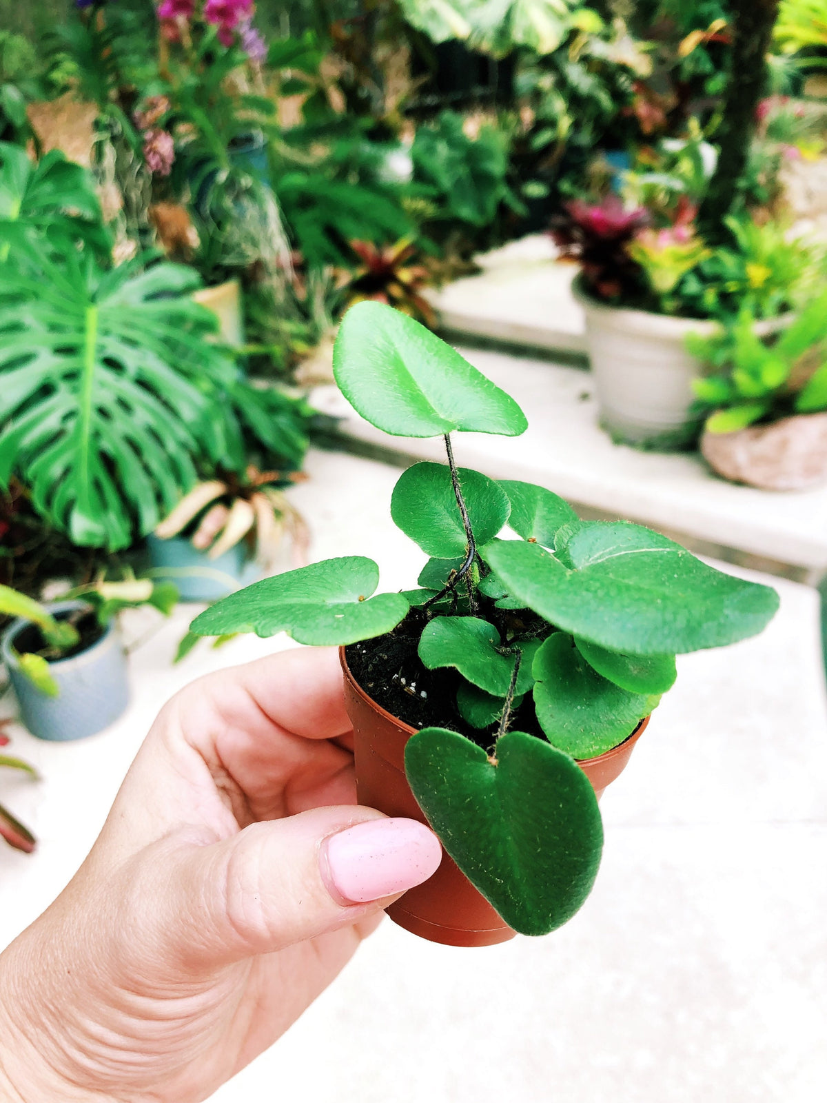 Heart Leaf Fern Hemionitis arifolia Terrarium Live House Starter Plant Potted 2” pot gift