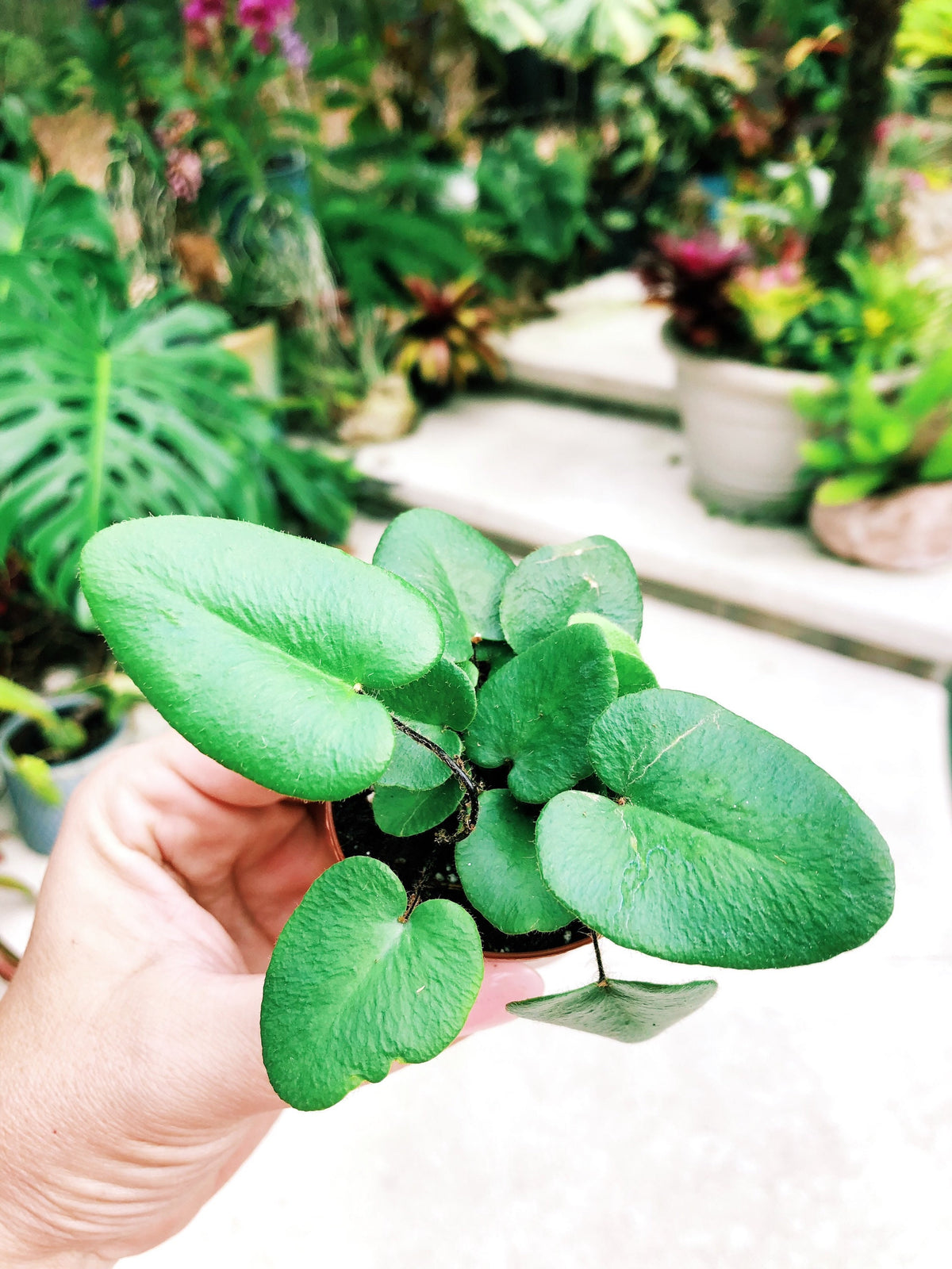 Heart Leaf Fern Hemionitis arifolia Terrarium Live House Starter Plant Potted 2” pot gift