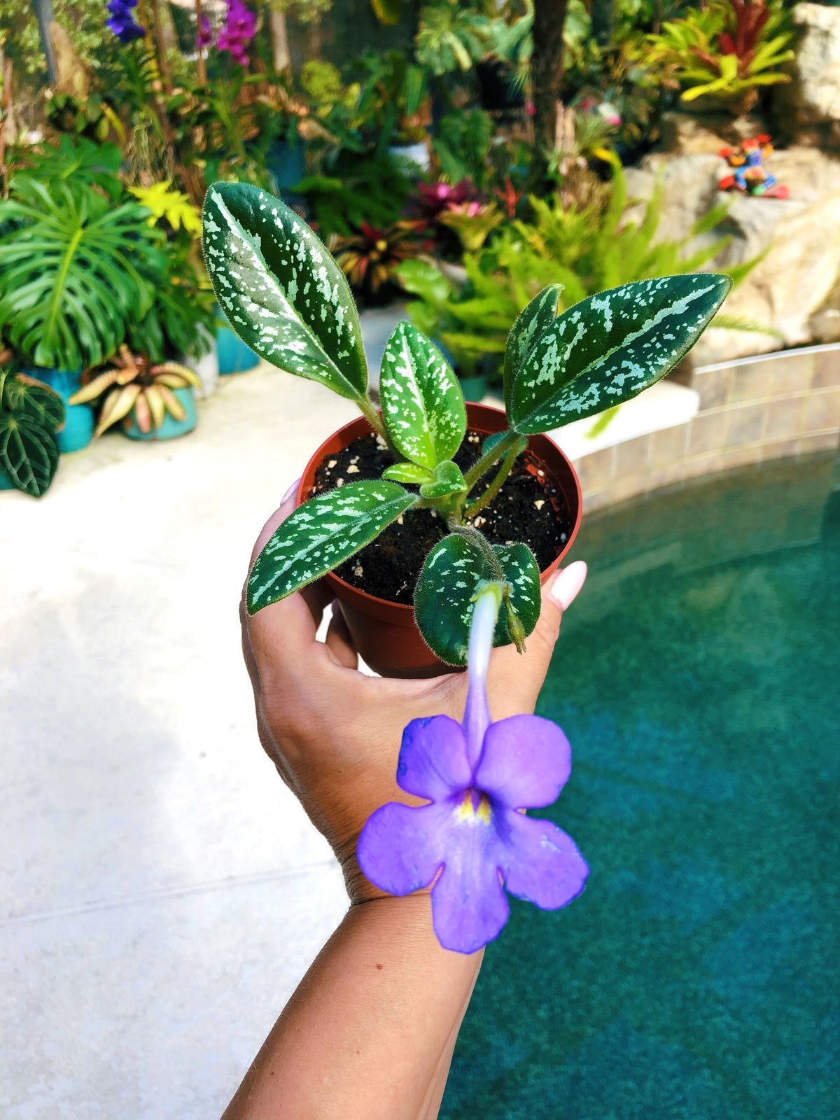 Ultra RARE collectors Michaelmoelleria Vietnamensis Gesneriad species Vietnam Violet 4” pot purple flower Potted plant gift