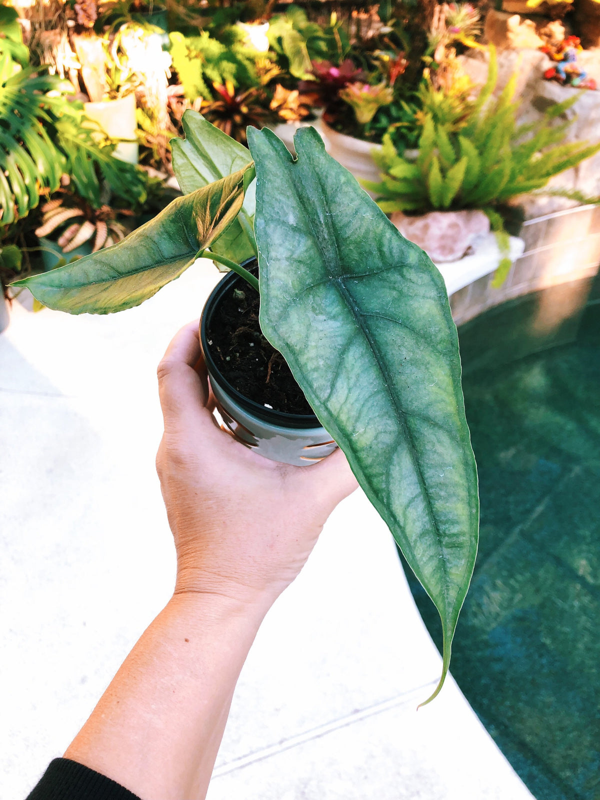 RARE Alocasia Heterophylla ‘Dragons Breath’ Baginda Jewel Elephant Ear 4” potted live house starter plant aroid
