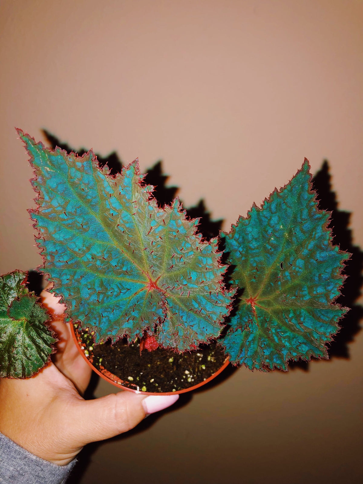 RARE Rex Begonia Midnight Magic Blue Iridescent Orange fuzzy Live House Plant Potted 4” pot gift