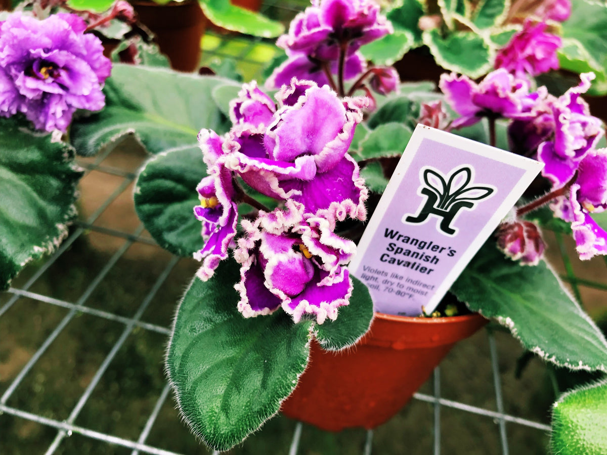 Live house plant African Violet Harmony’s ‘Wrangler’s Spanish Cavalier’ garden pink double bloom flower Potted 4” pot gift