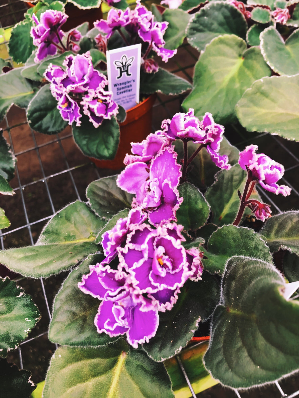 Live house plant African Violet Harmony’s ‘Wrangler’s Spanish Cavalier’ garden pink double bloom flower Potted 4” pot gift