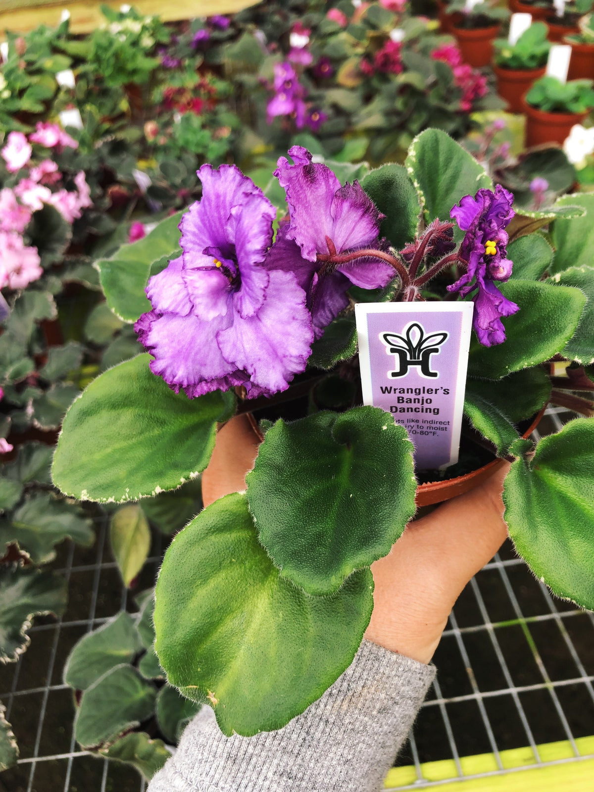 Live house plant bloom African Violet Harmonys Wranglers Banjo Dancing garden 4 pot flower Potted gift