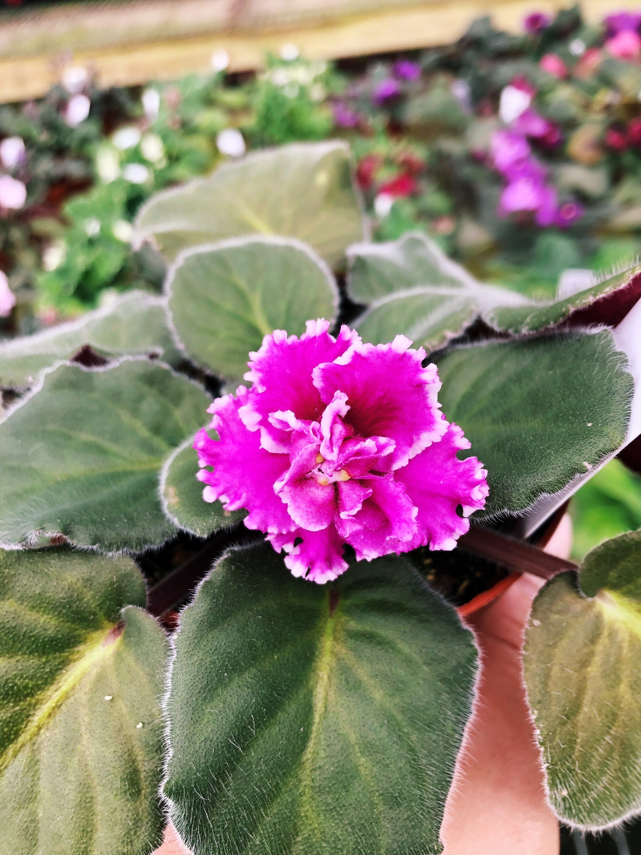 Live house - \'Wrangler\'s Tropify African Violet plant Harmony\'s Boot Stomp bloom