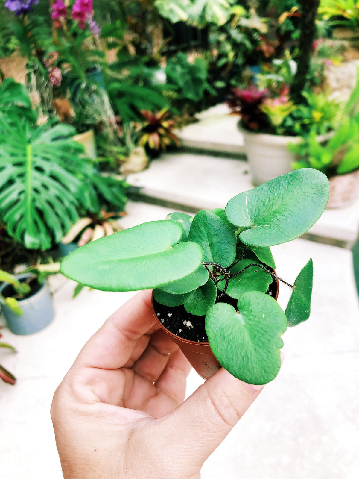 Heart Leaf Fern Hemionitis arifolia Terrarium Live House Starter Plant Potted 2” pot gift
