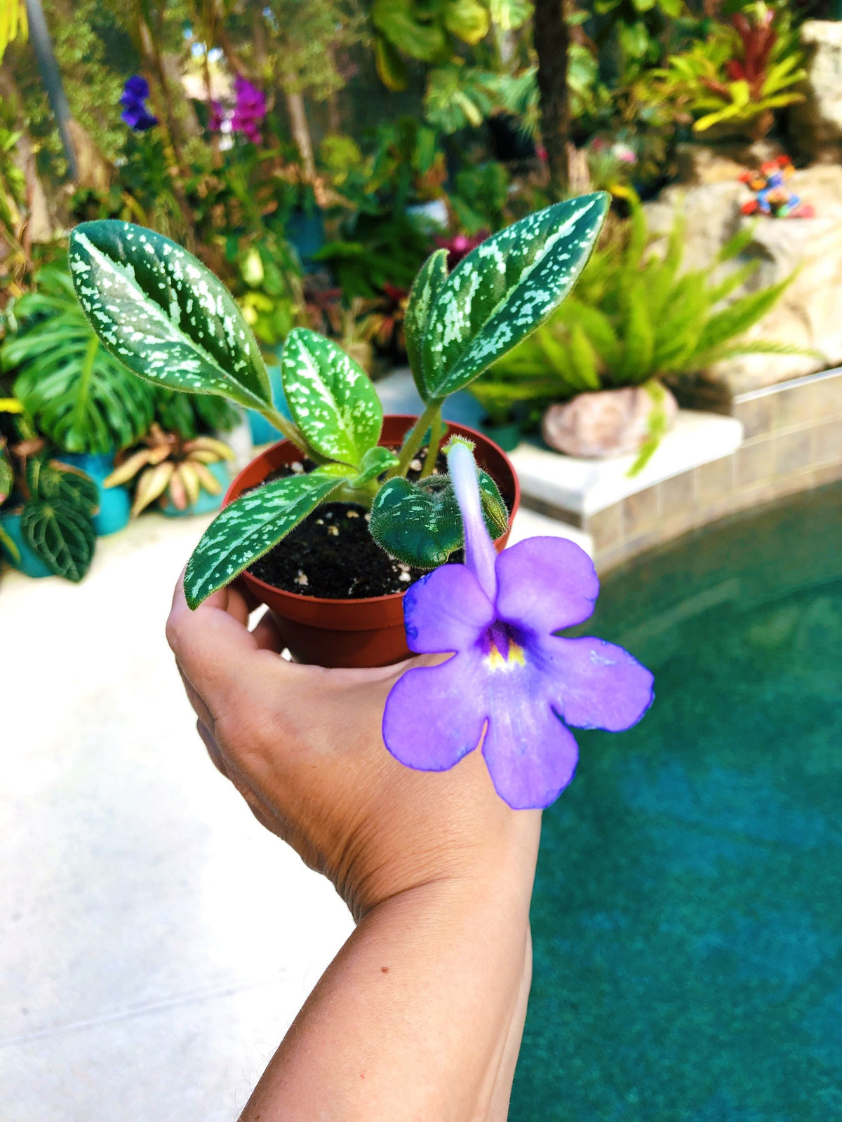 Ultra RARE collectors Michaelmoelleria Vietnamensis Gesneriad species Vietnam Violet 4” pot purple flower Potted plant gift