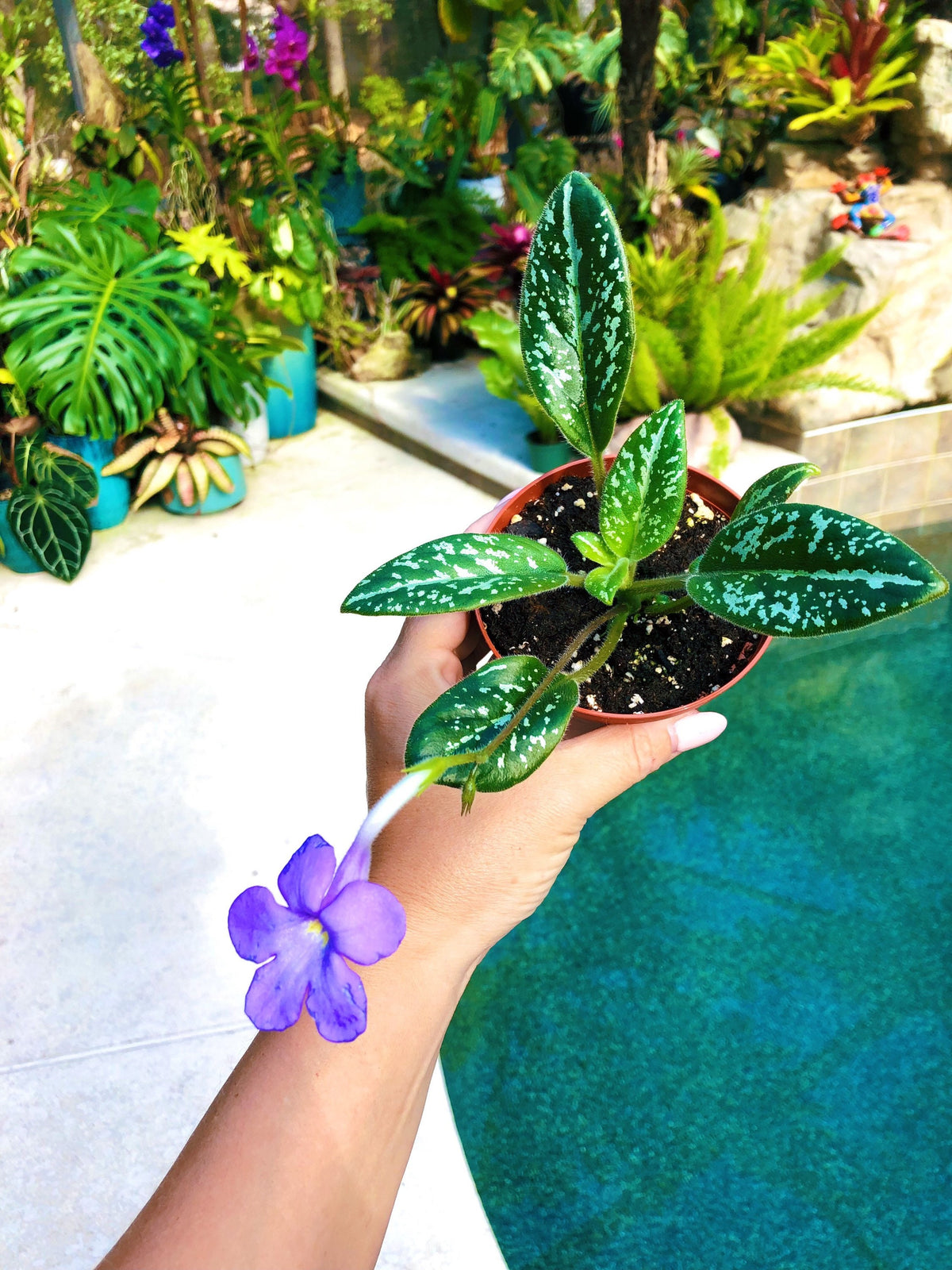 Ultra RARE collectors Michaelmoelleria Vietnamensis Gesneriad species Vietnam Violet 4” pot purple flower Potted plant gift