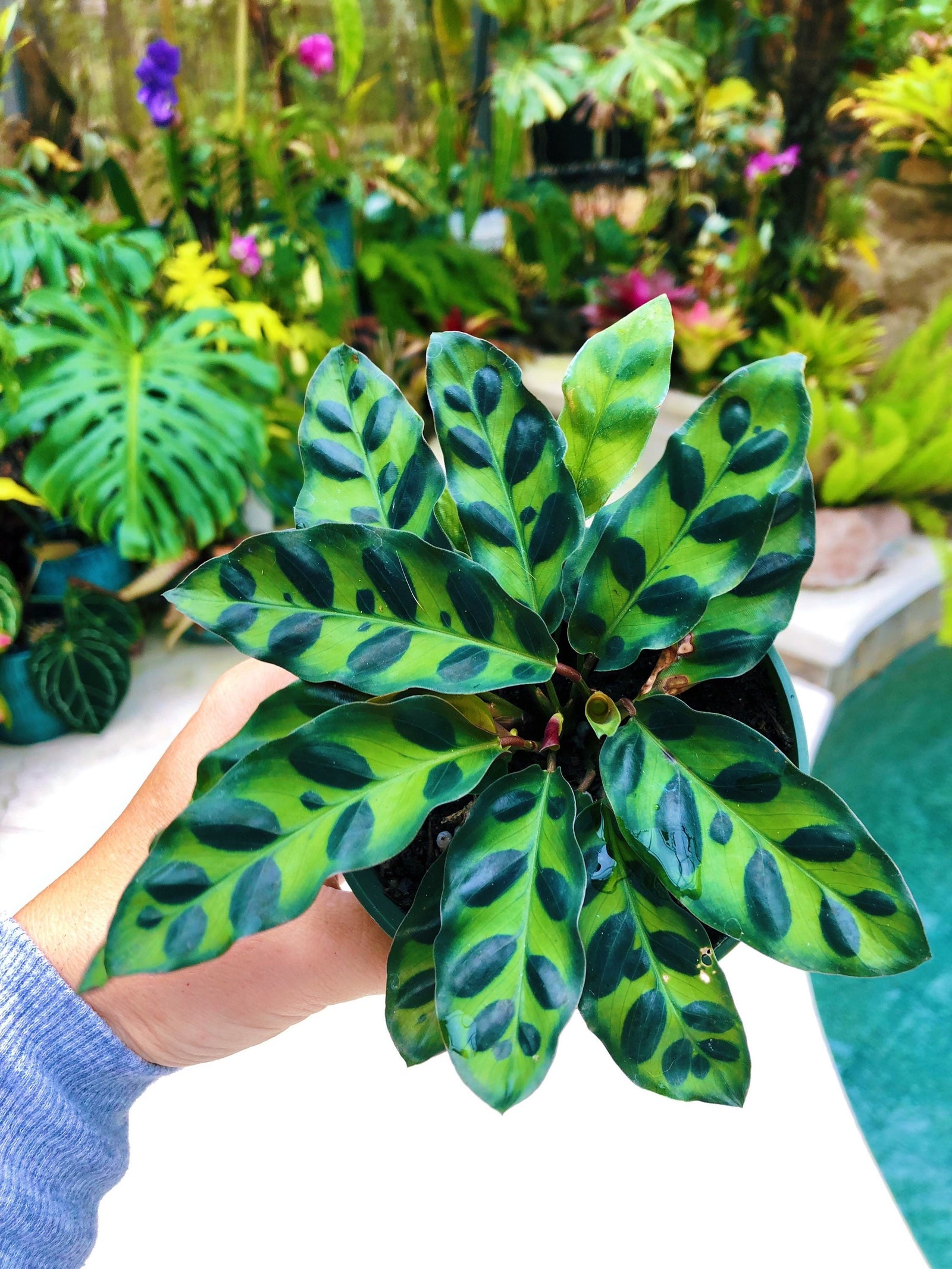 Calathea Lancifolia Rattlesnake Live House Prayer Plant 4” Pot