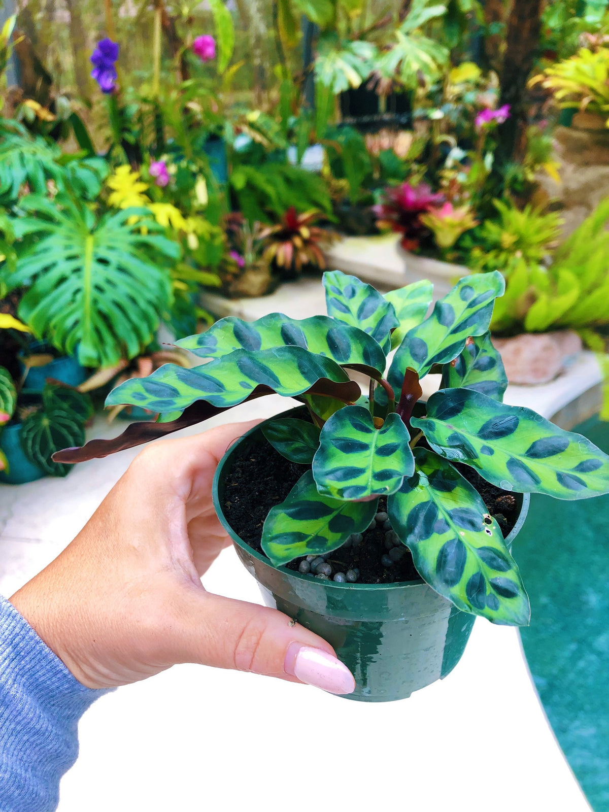 Calathea Lancifolia Rattlesnake Live House Prayer Plant 4” Pot