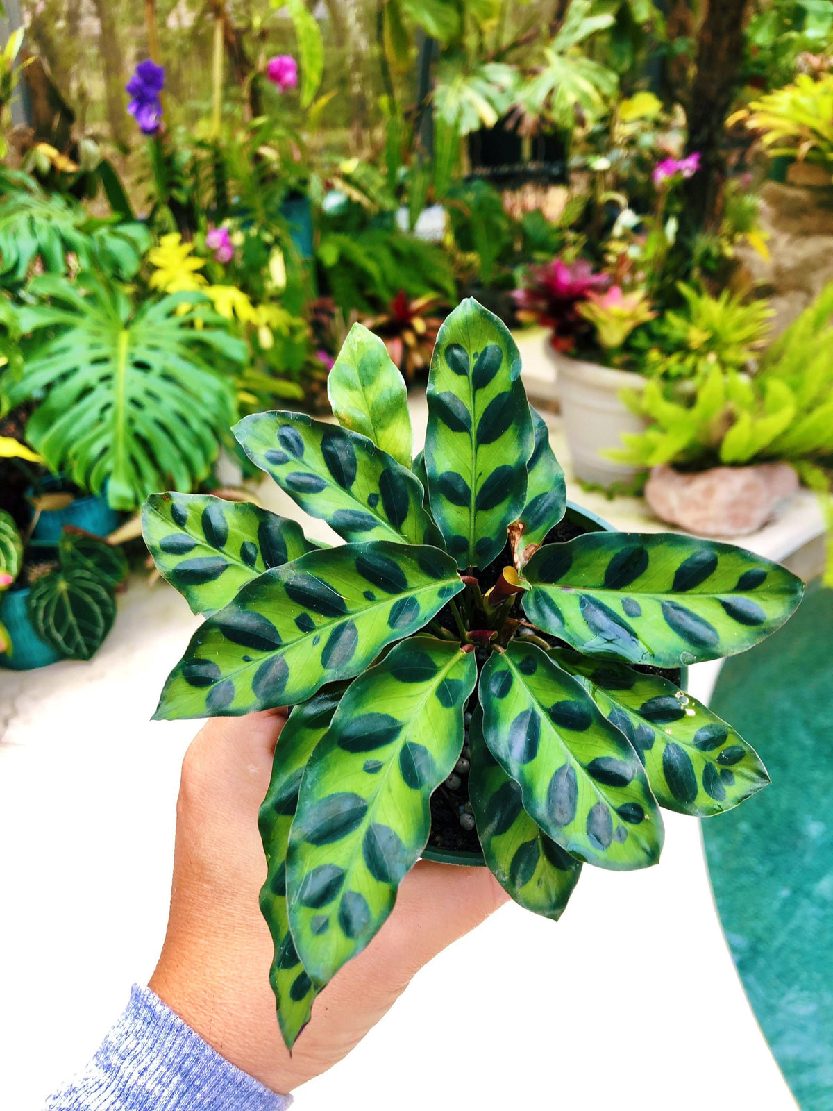 Calathea Lancifolia Rattlesnake Live House Prayer Plant 4” Pot